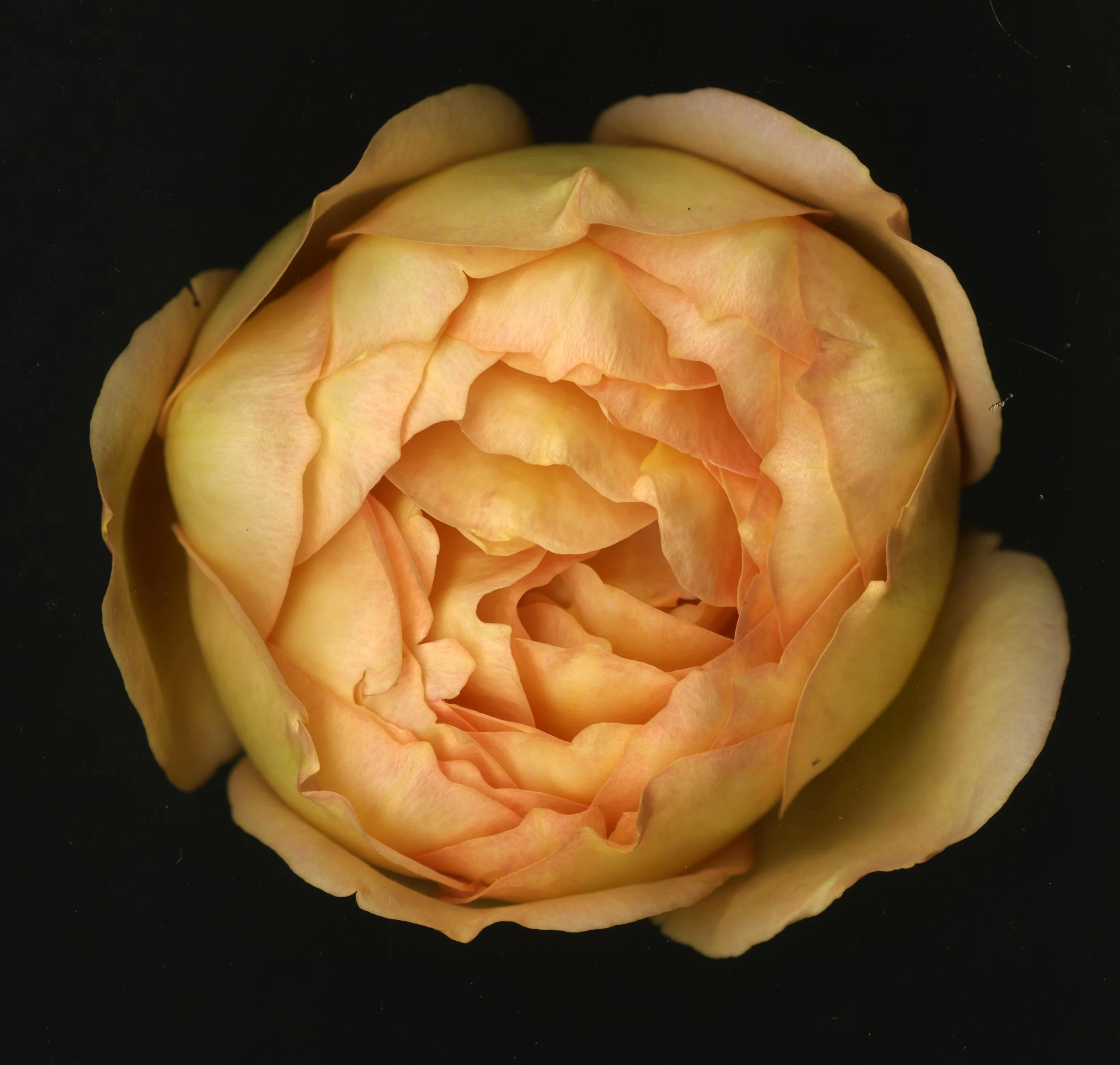 WhiteTanRoseBloomtah_1_363.jpg