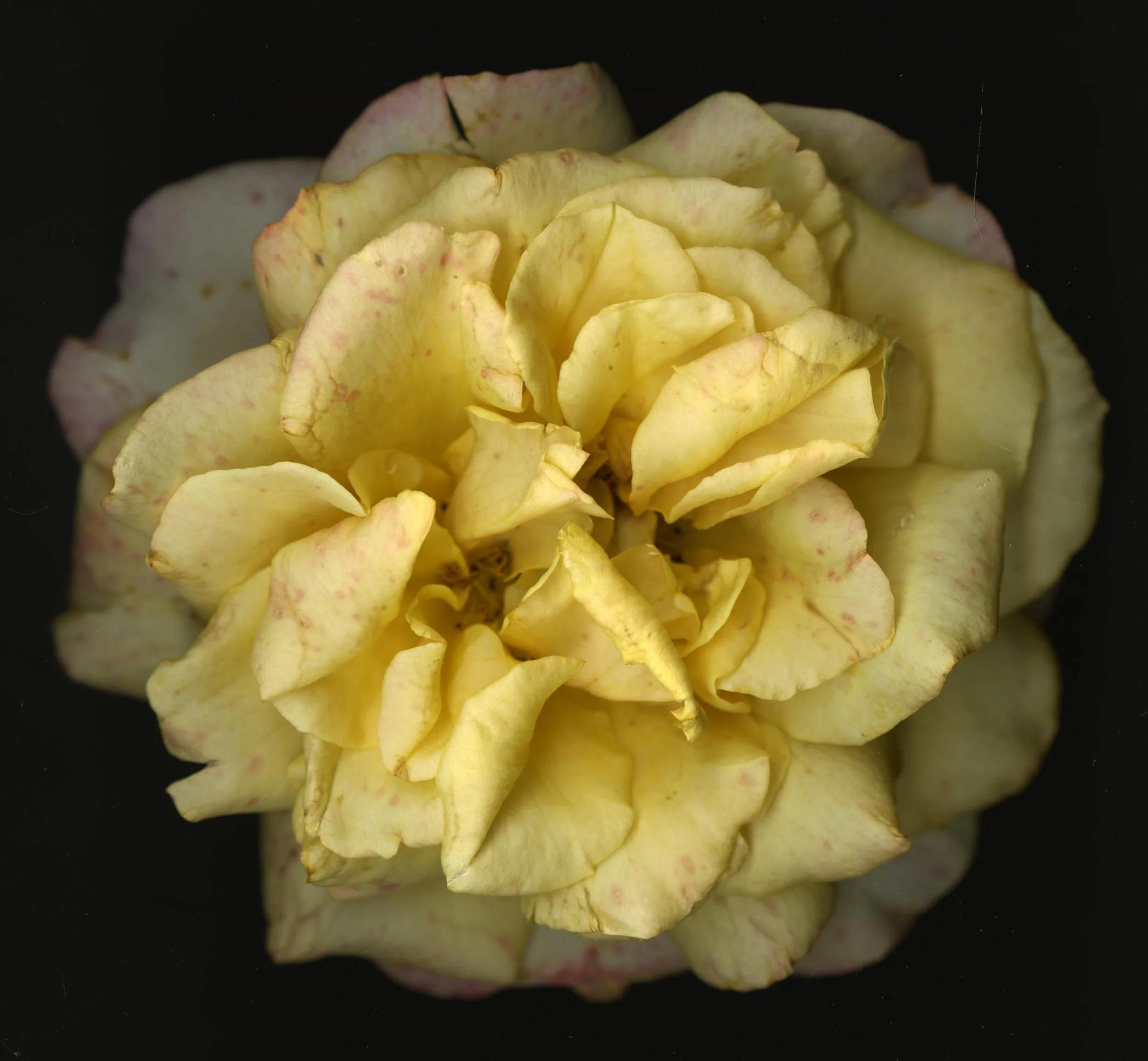 WhiteTanRoseBloomtah_1_392.jpg