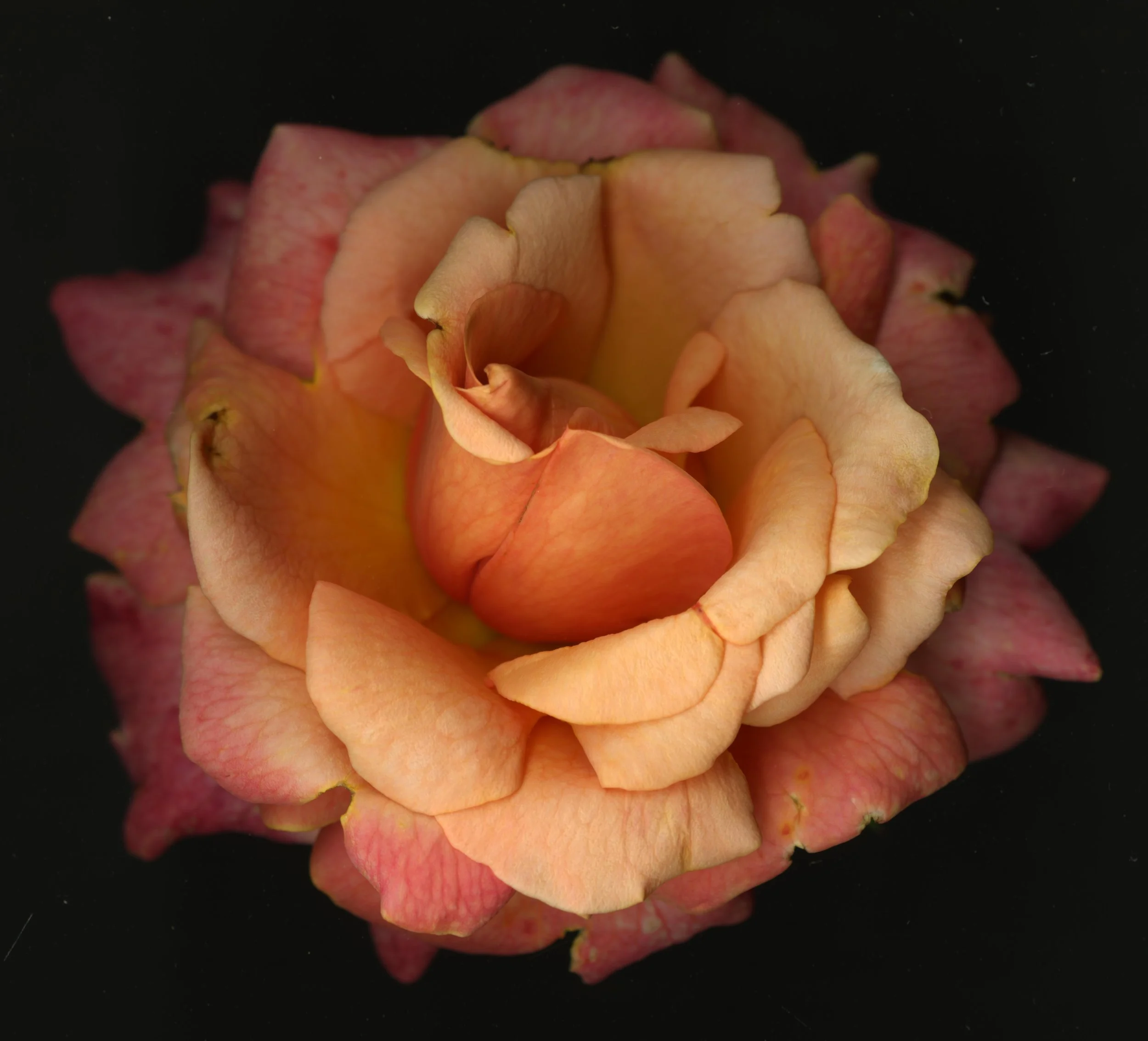BloomeraMango_rose_1_171.jpg