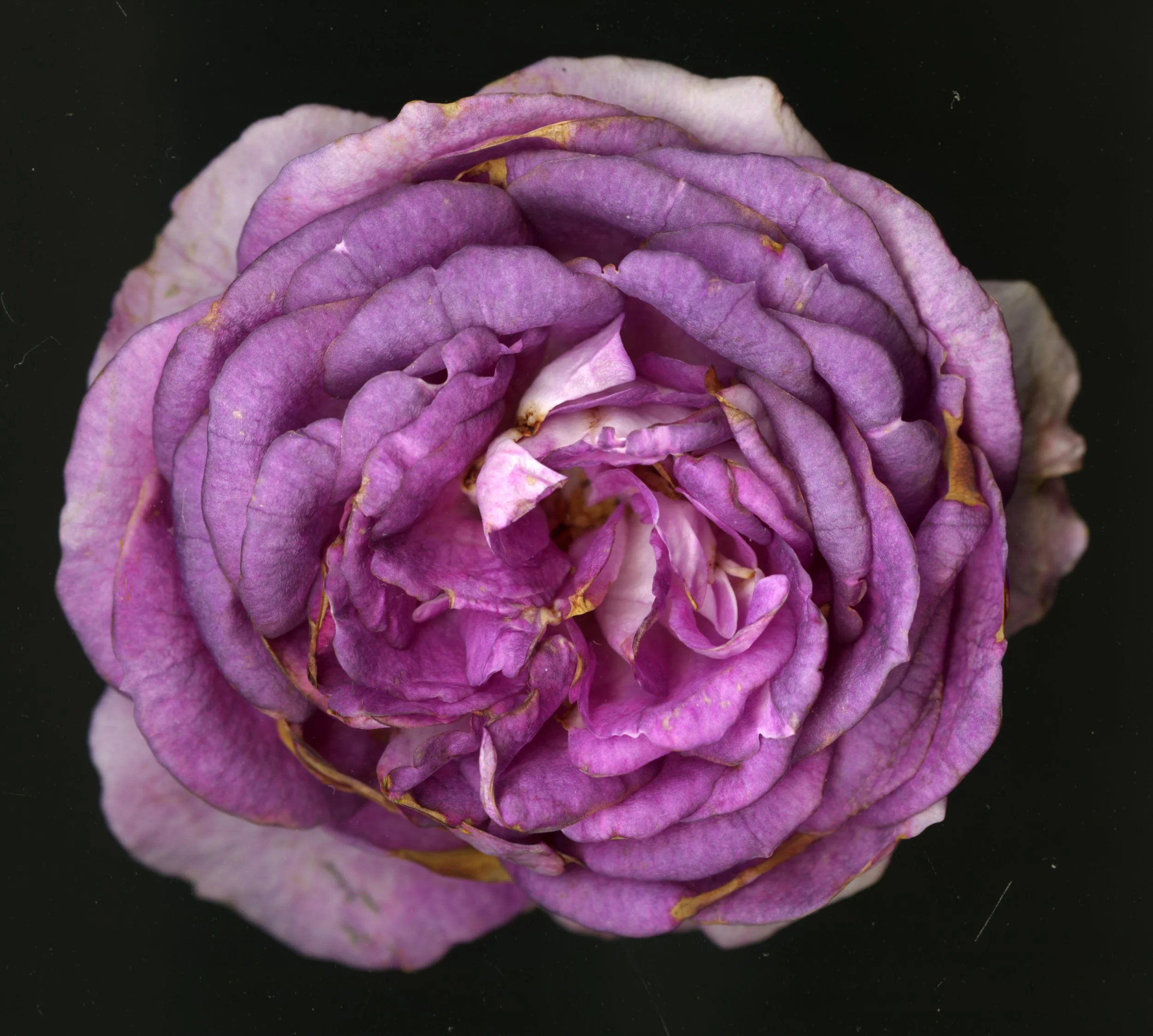 WhiteTanRoseBloomtah_1_406.jpg