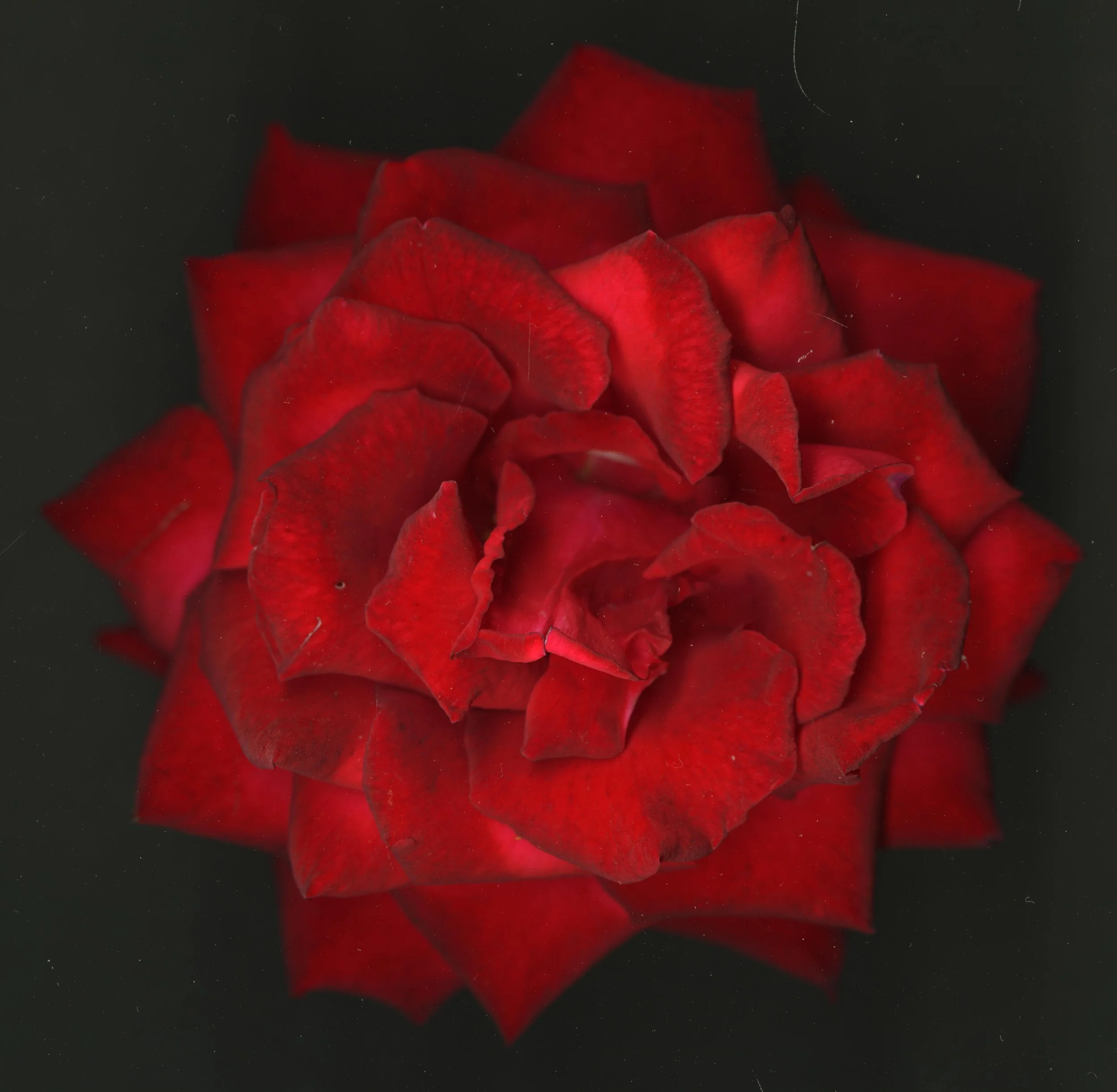 RedRoseBloomtah_1_275.jpg