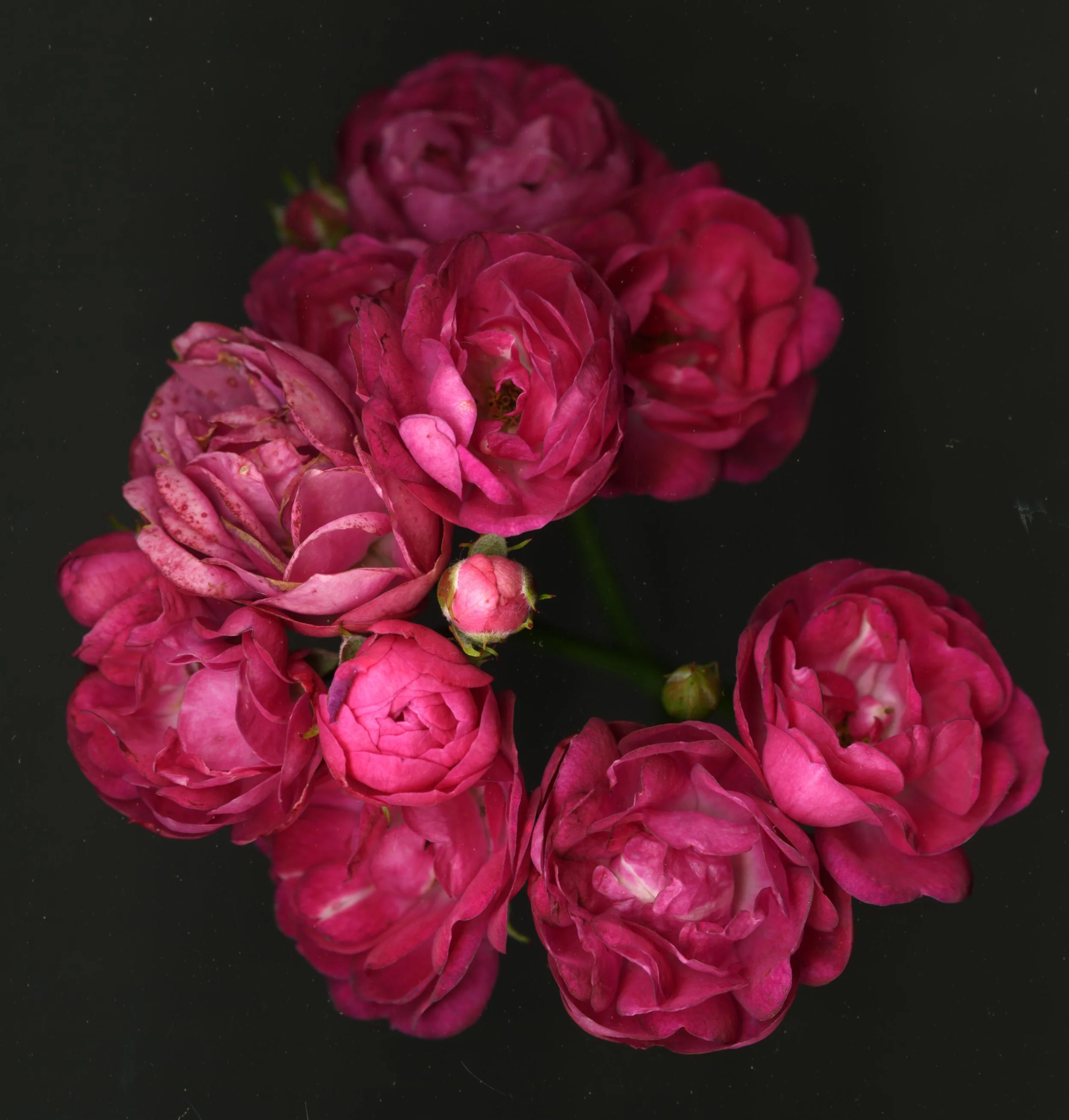Redreosesbunch_1_719.jpg