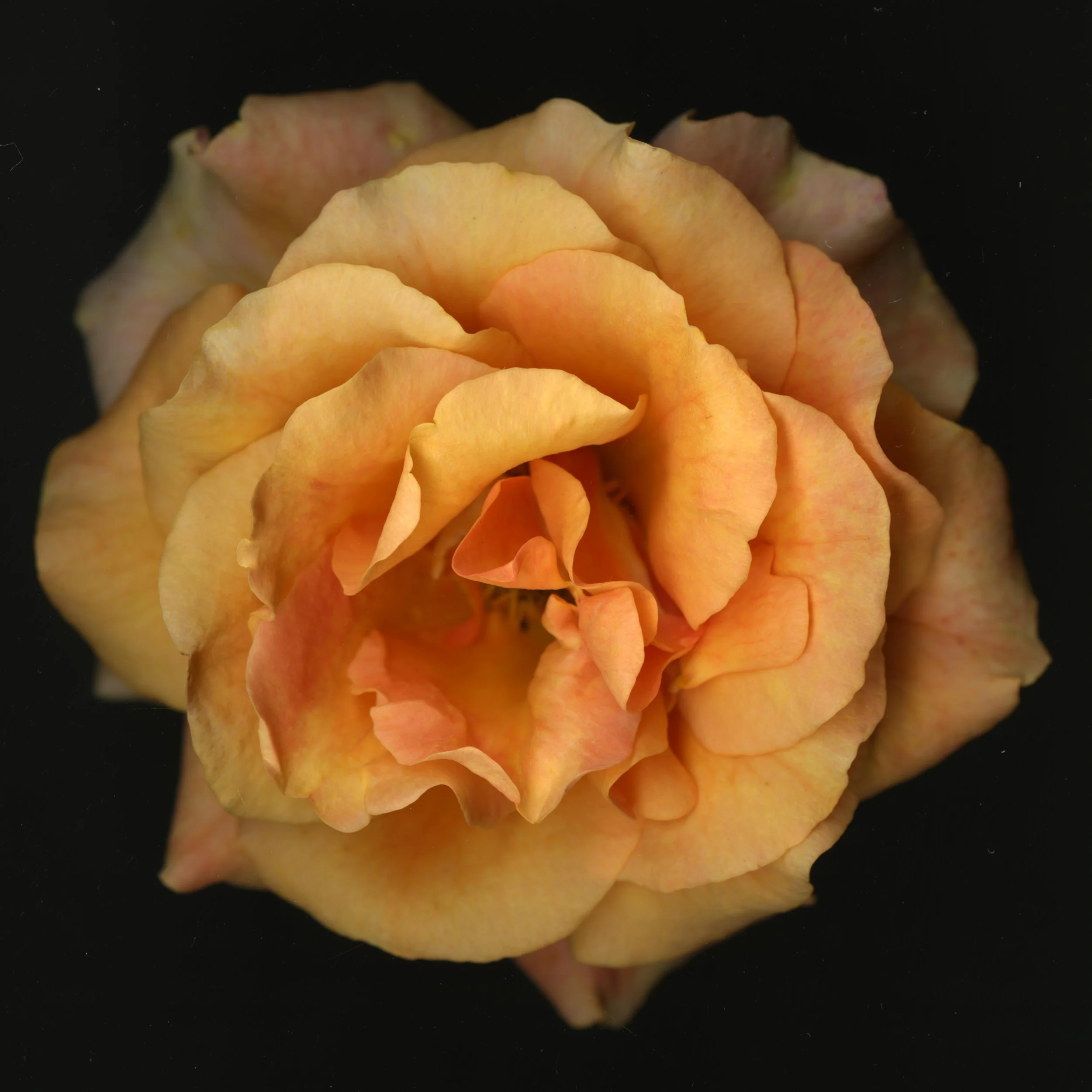 OrangeBloomera_1_366.jpg