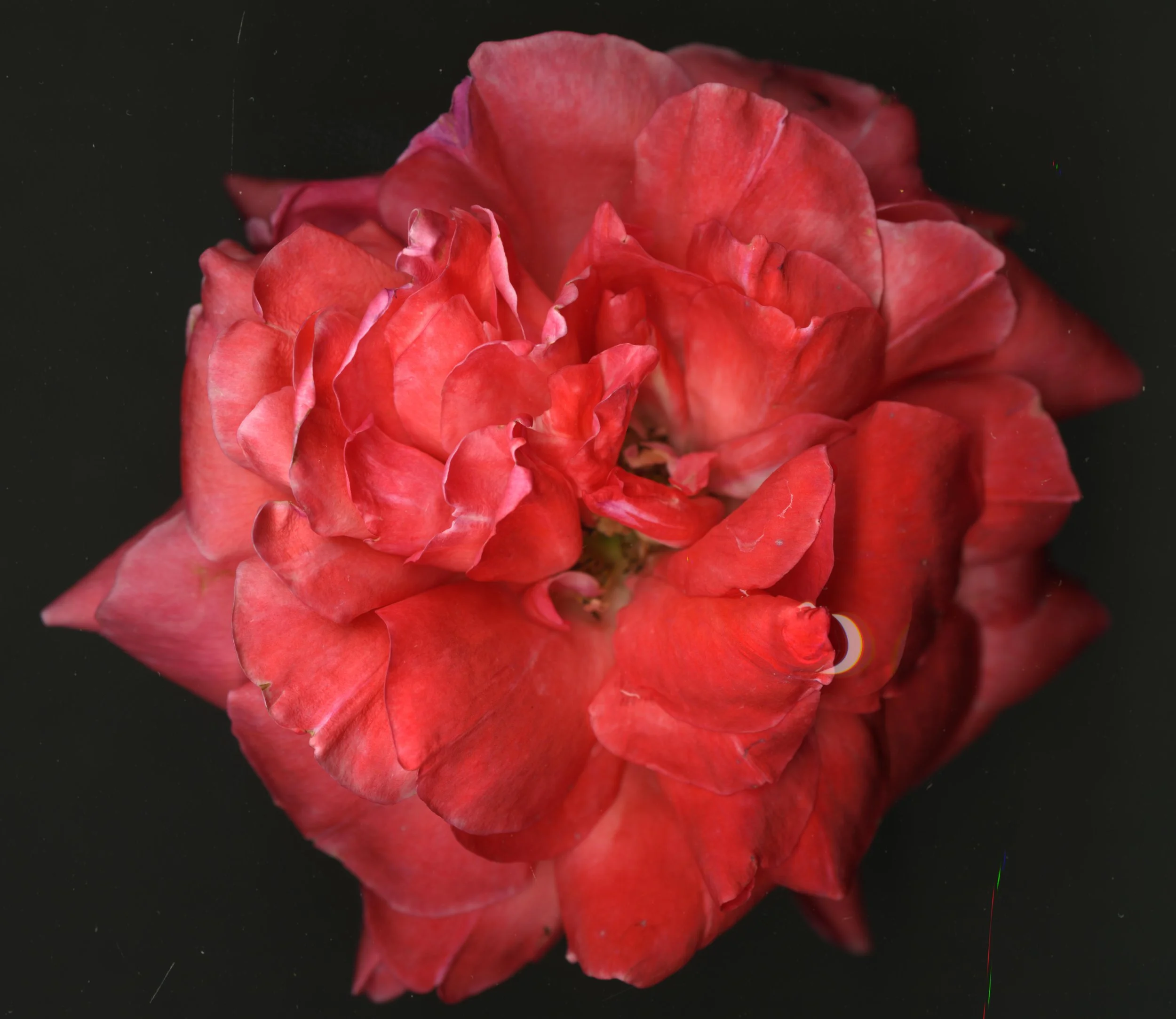 PinkredBloomRose_1_102.jpg