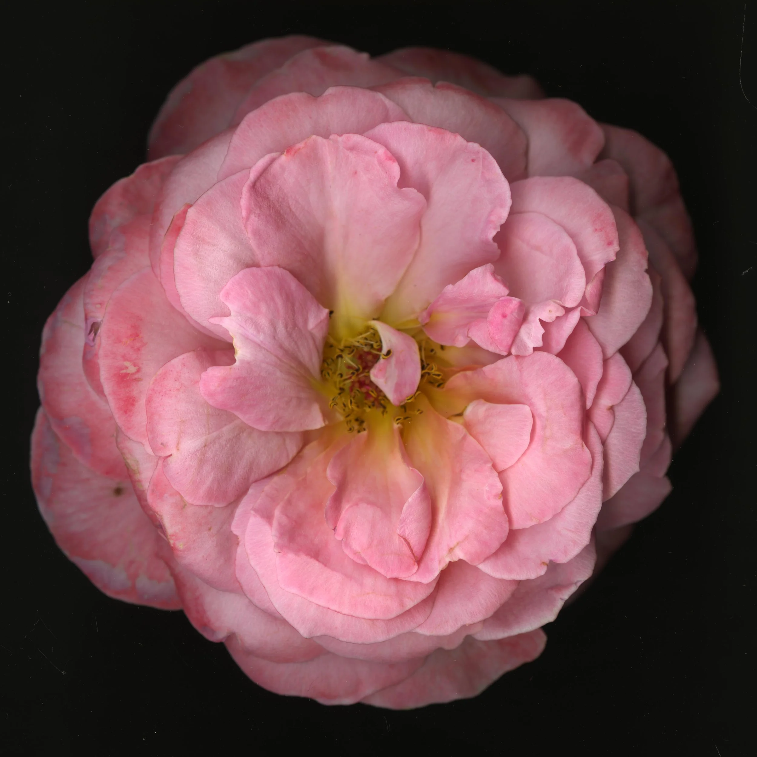 PinkaRosebloomtah_1_256.jpg