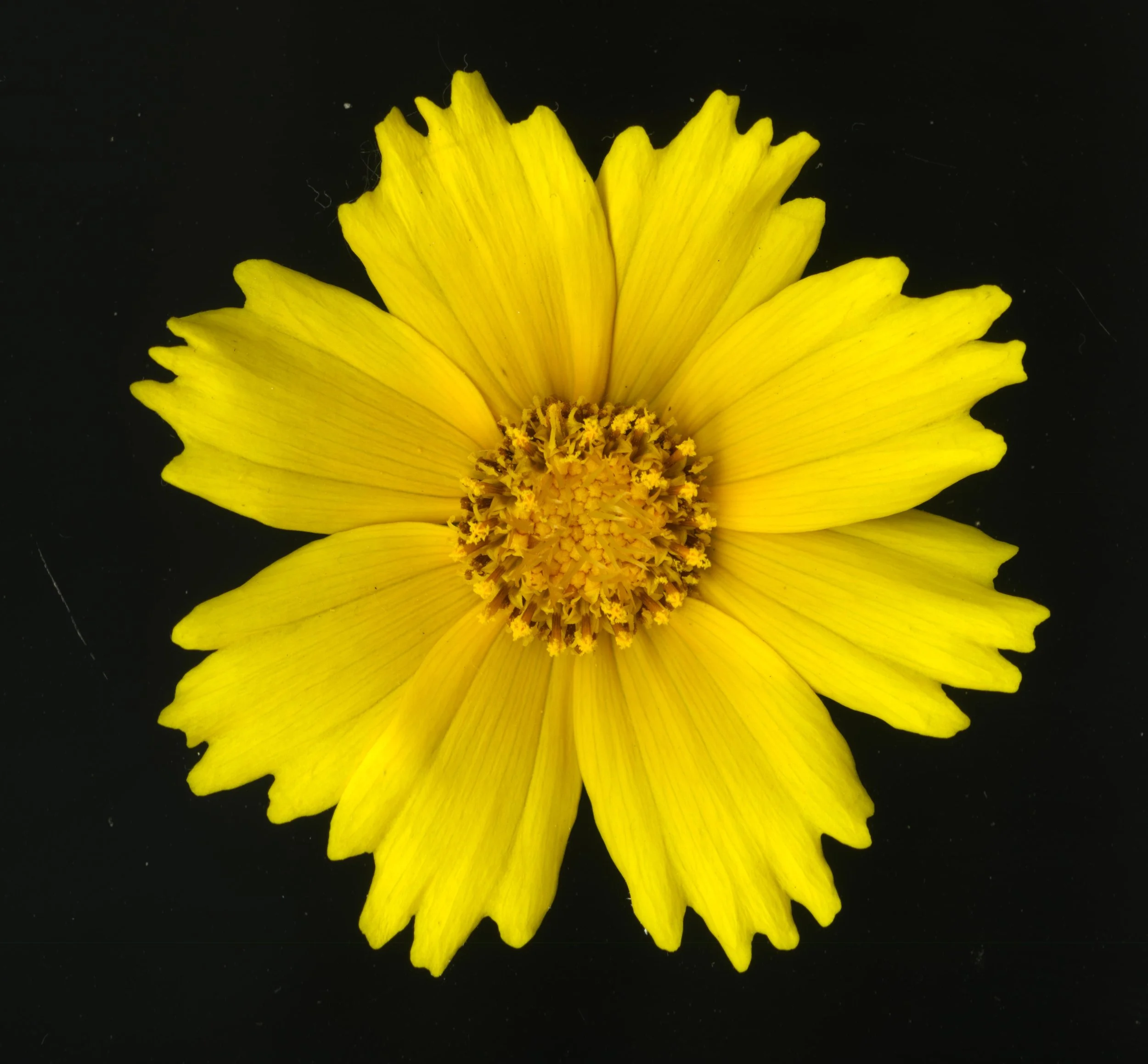 YellowFlower_1_440.jpg