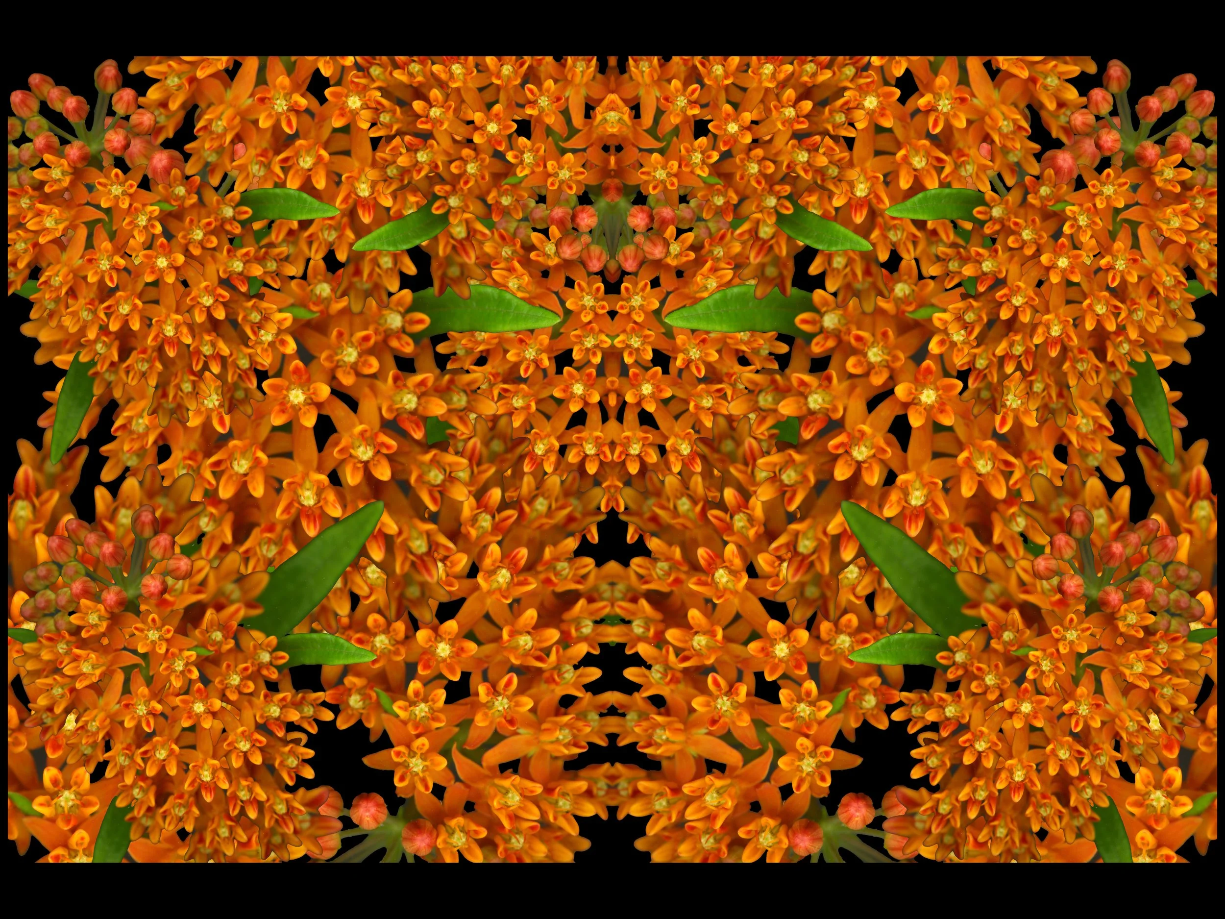 OrangeMillkweed_1_894_black-BG_Duplicated_Arranged_1_Mirrored_.jpg