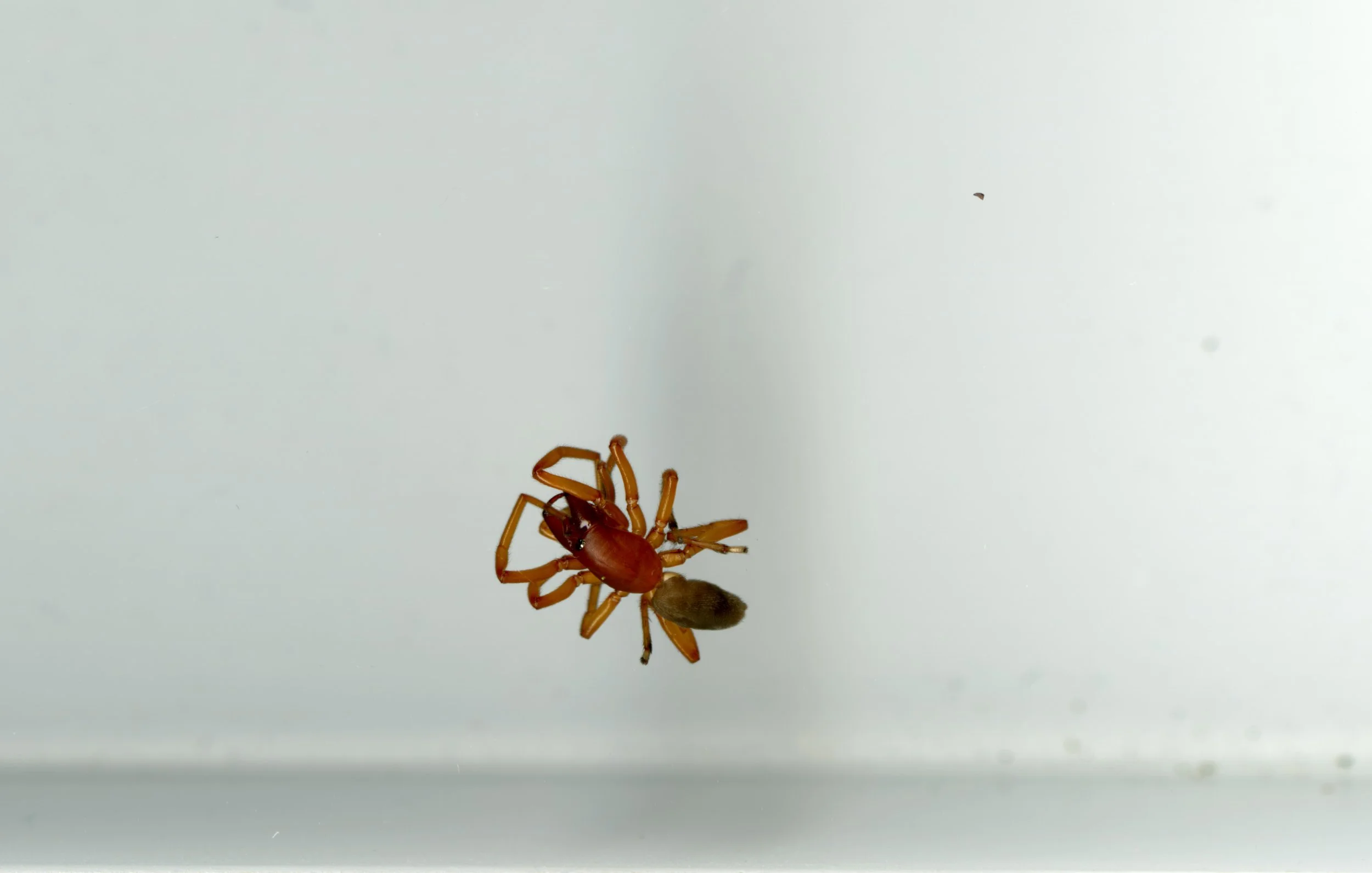 Spider_1_924.jpg