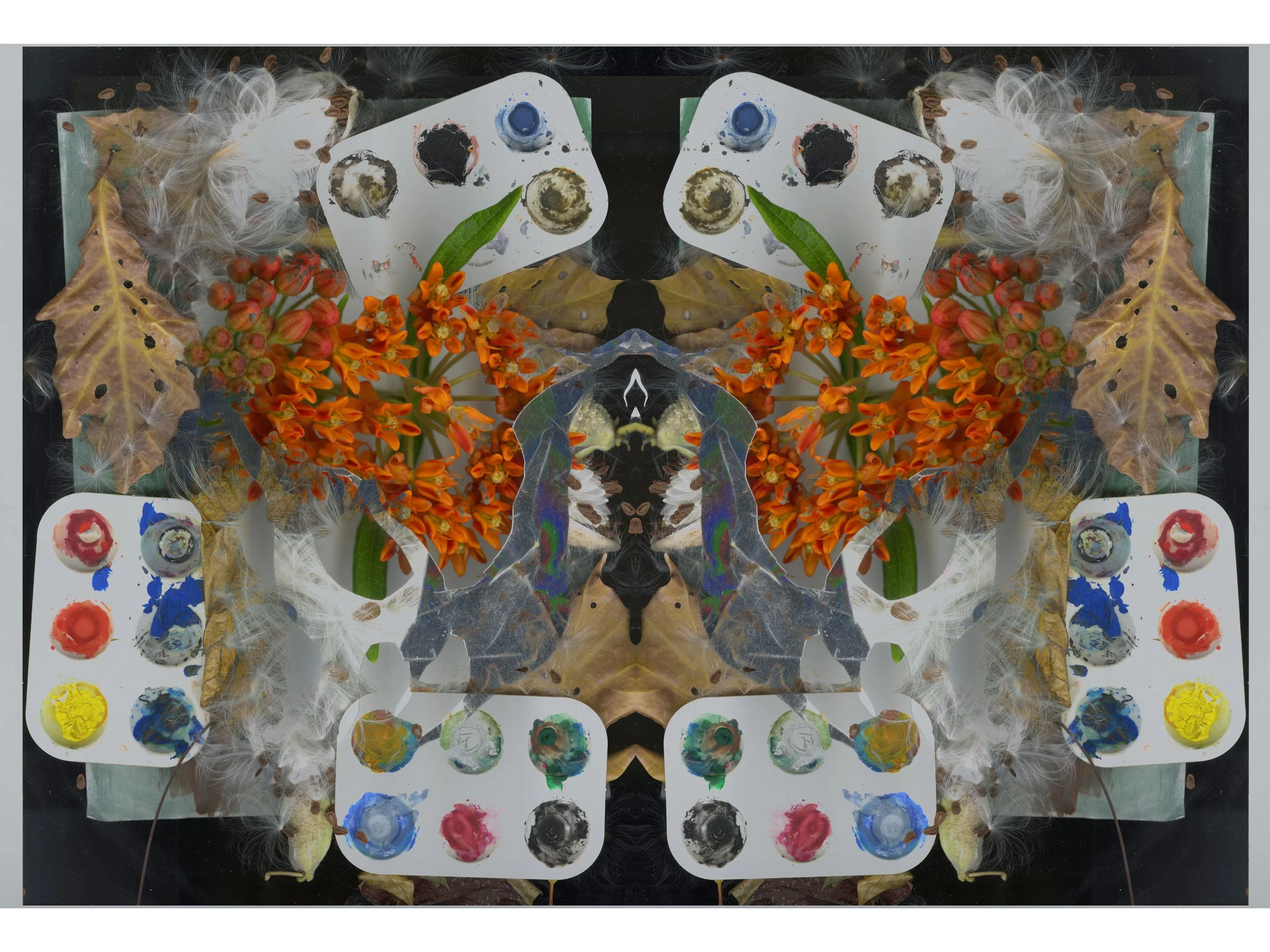 Milkweed SPread_2_350_Mirrored_1_.jpg