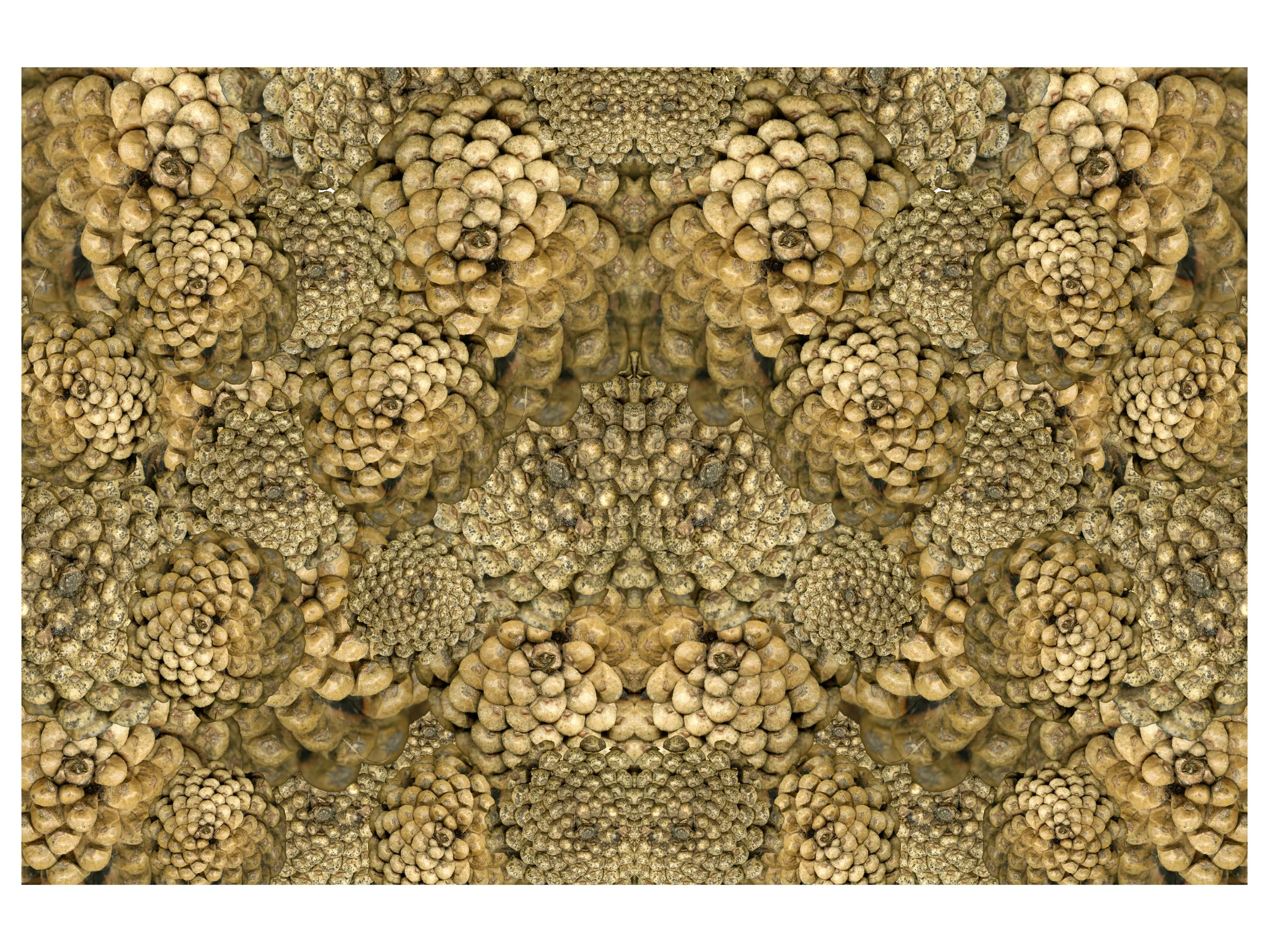 PineCones_1_029_Arranged_2_Mirrored_.jpg