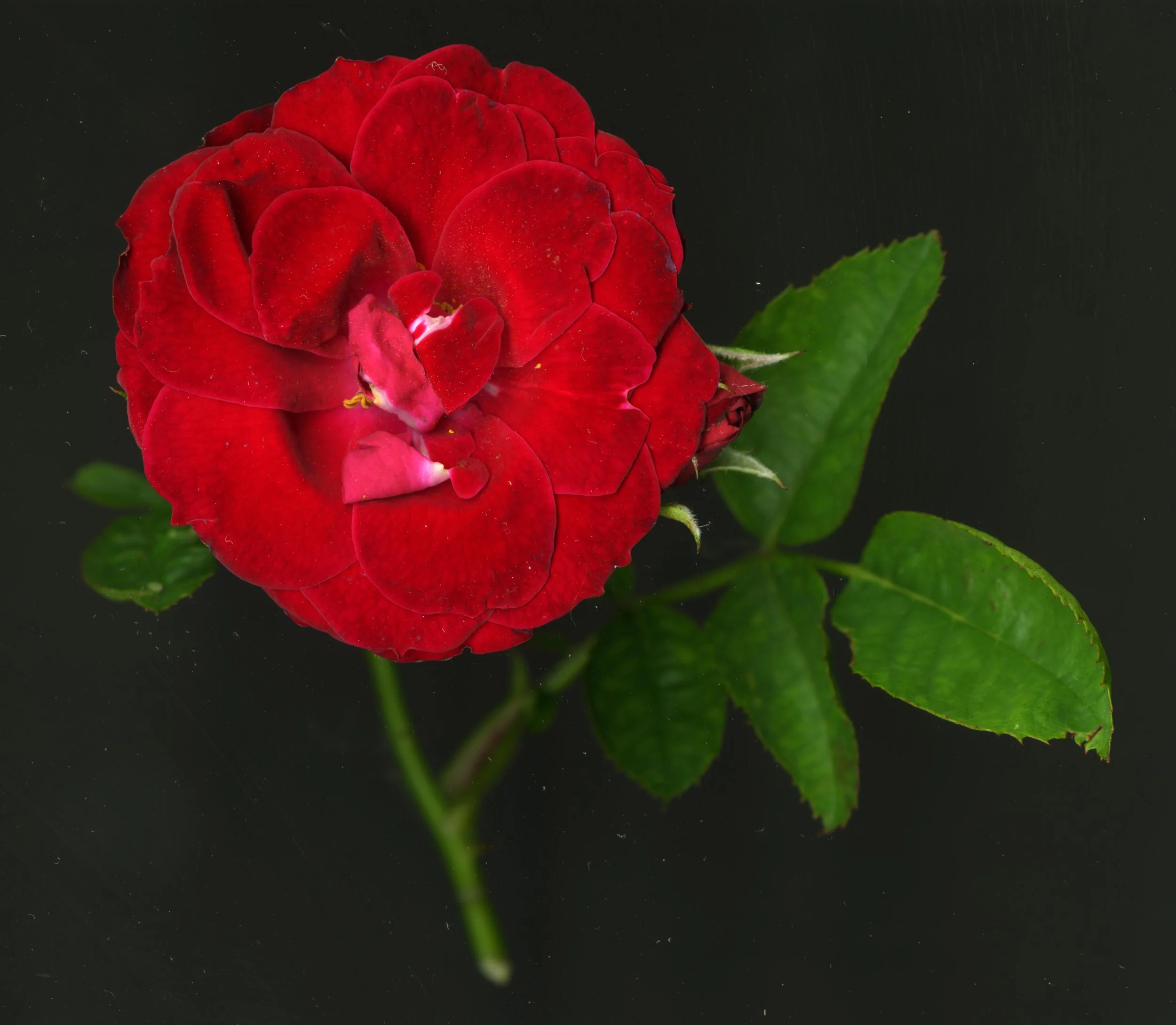 RedRoseBloomtah_1_504.jpg