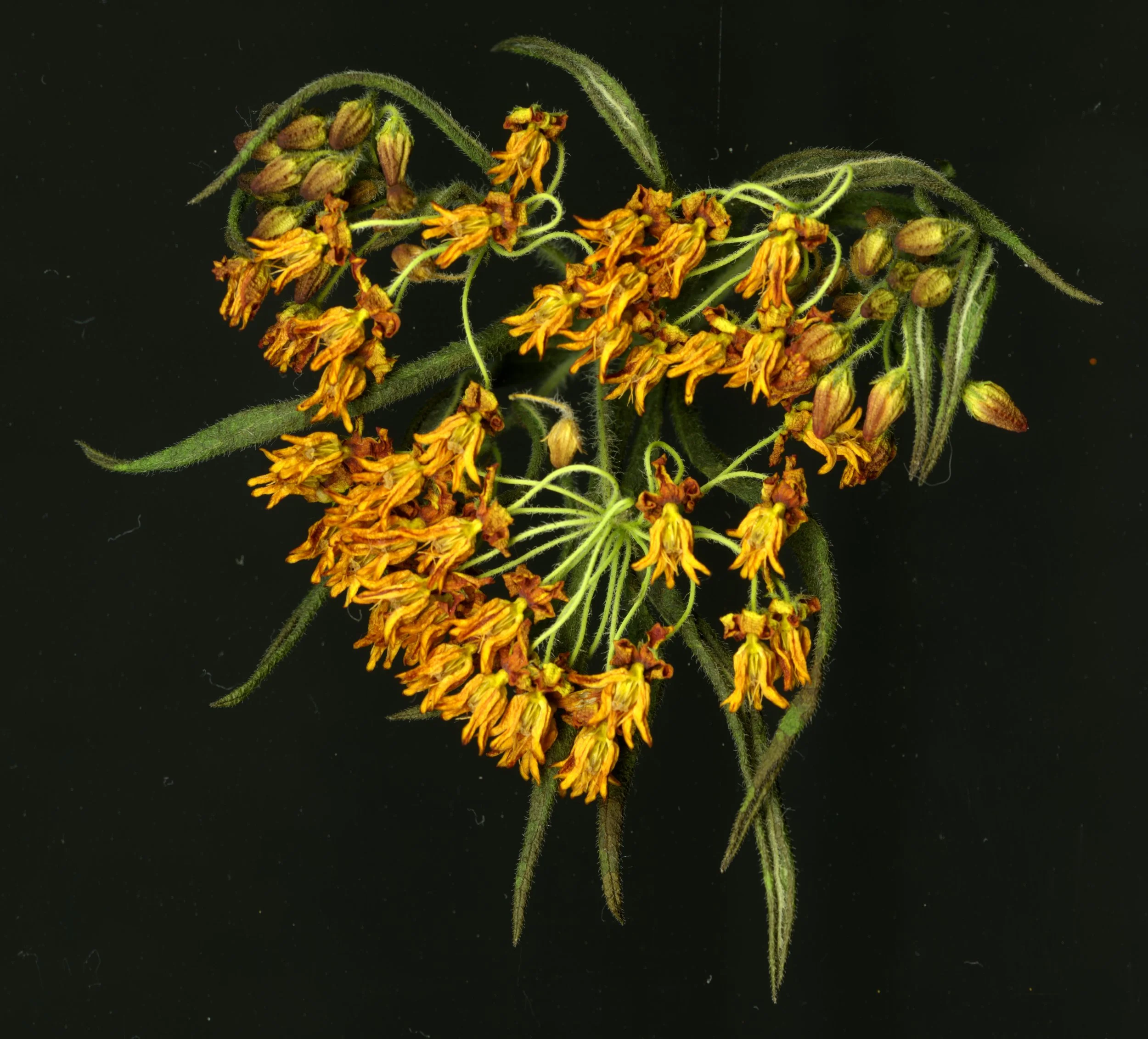 MILKWEED_4_813.jpg