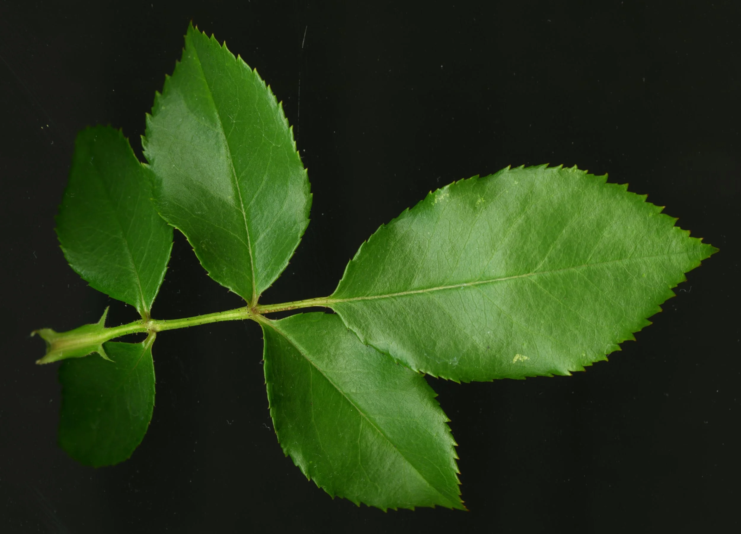 RoseLeaf_1_072.jpg
