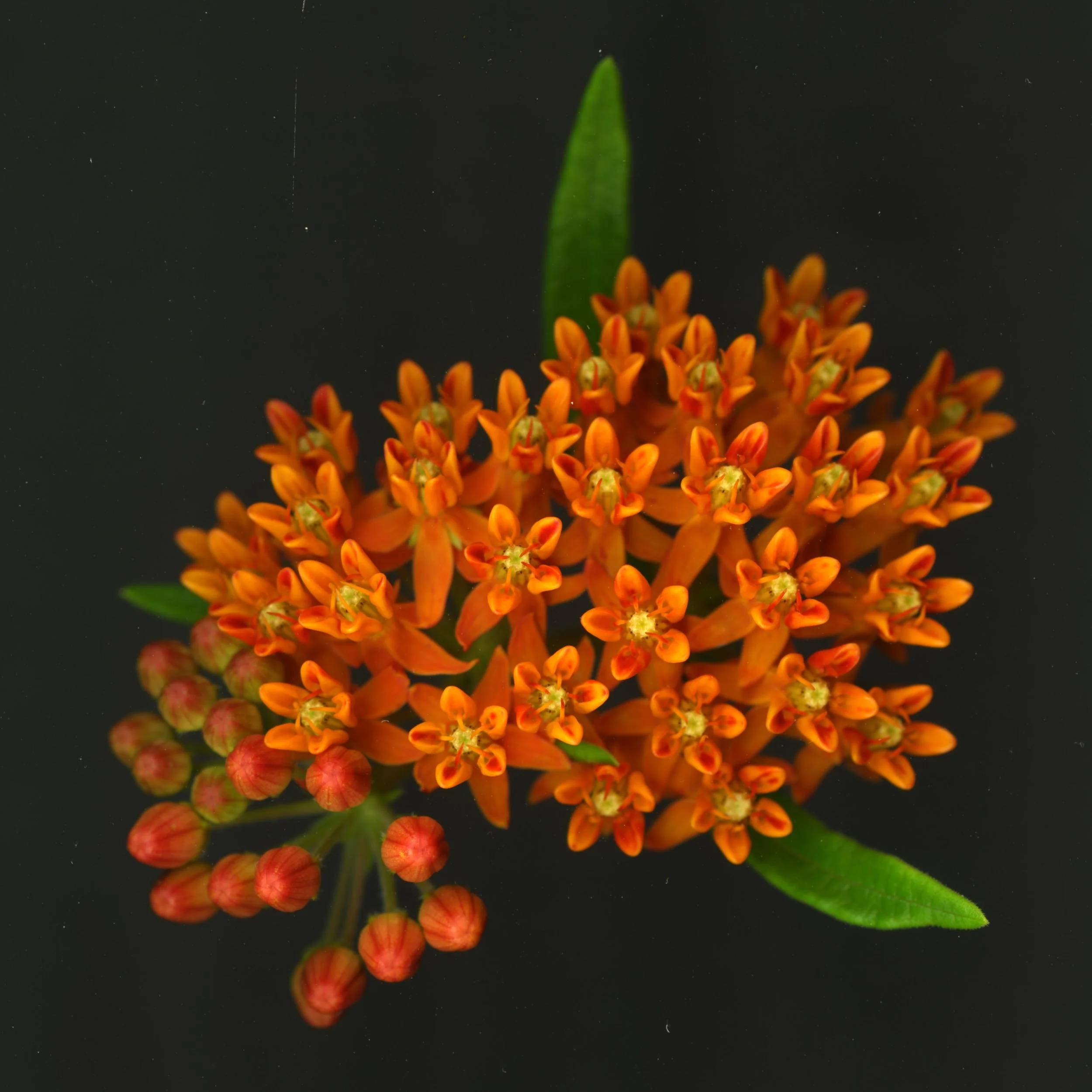 OrangeMillkweed_1_894.jpg
