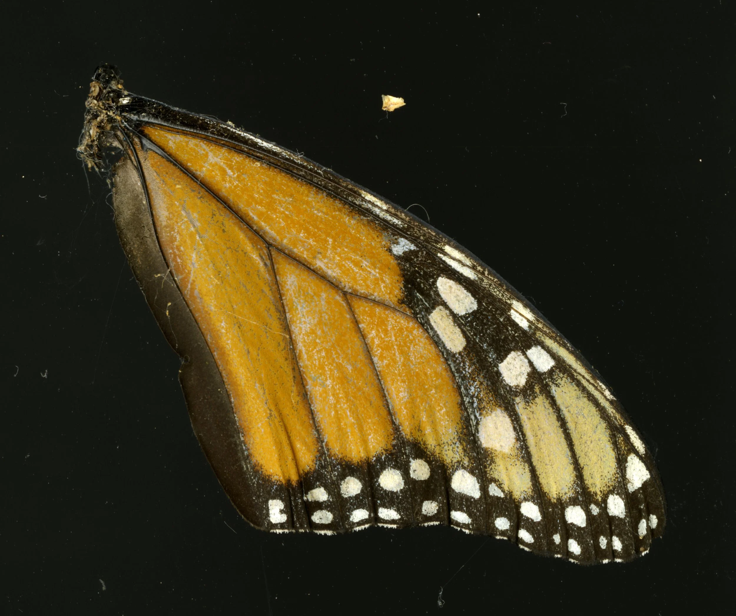 Butterflywing_1_821.jpg