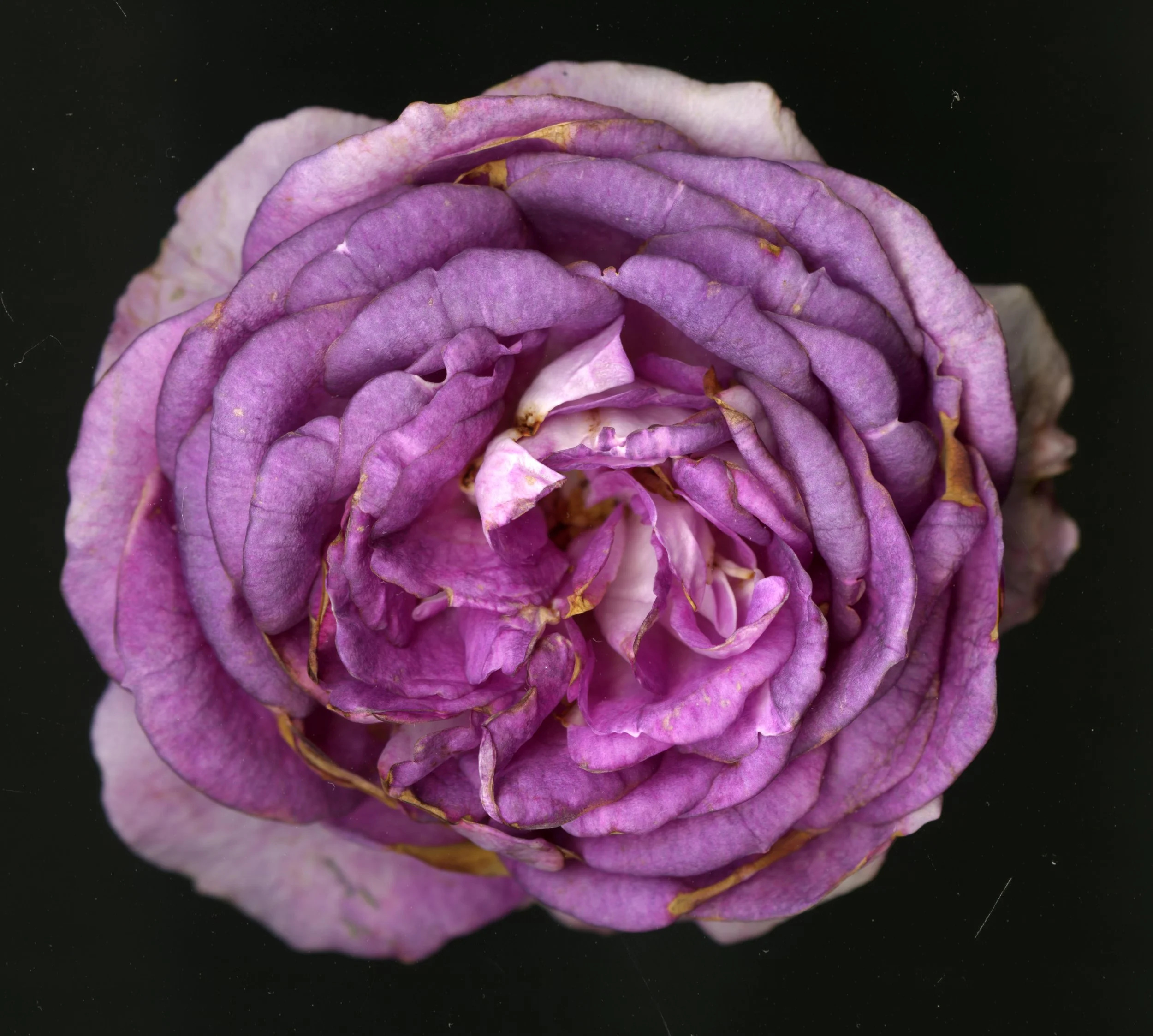 WhiteTanRoseBloomtah_1_409.jpg