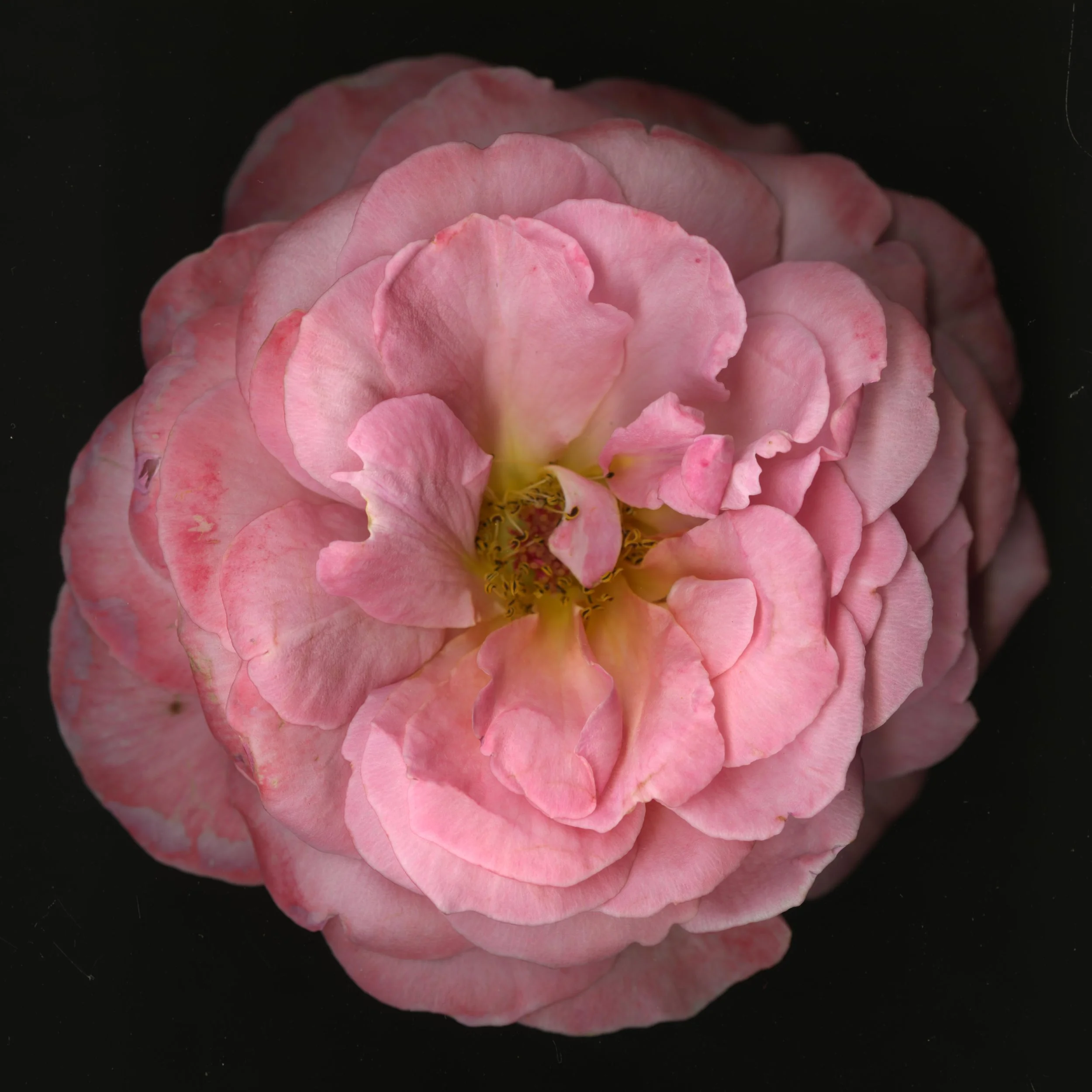 PinkaRosebloomtah_1_253.jpg