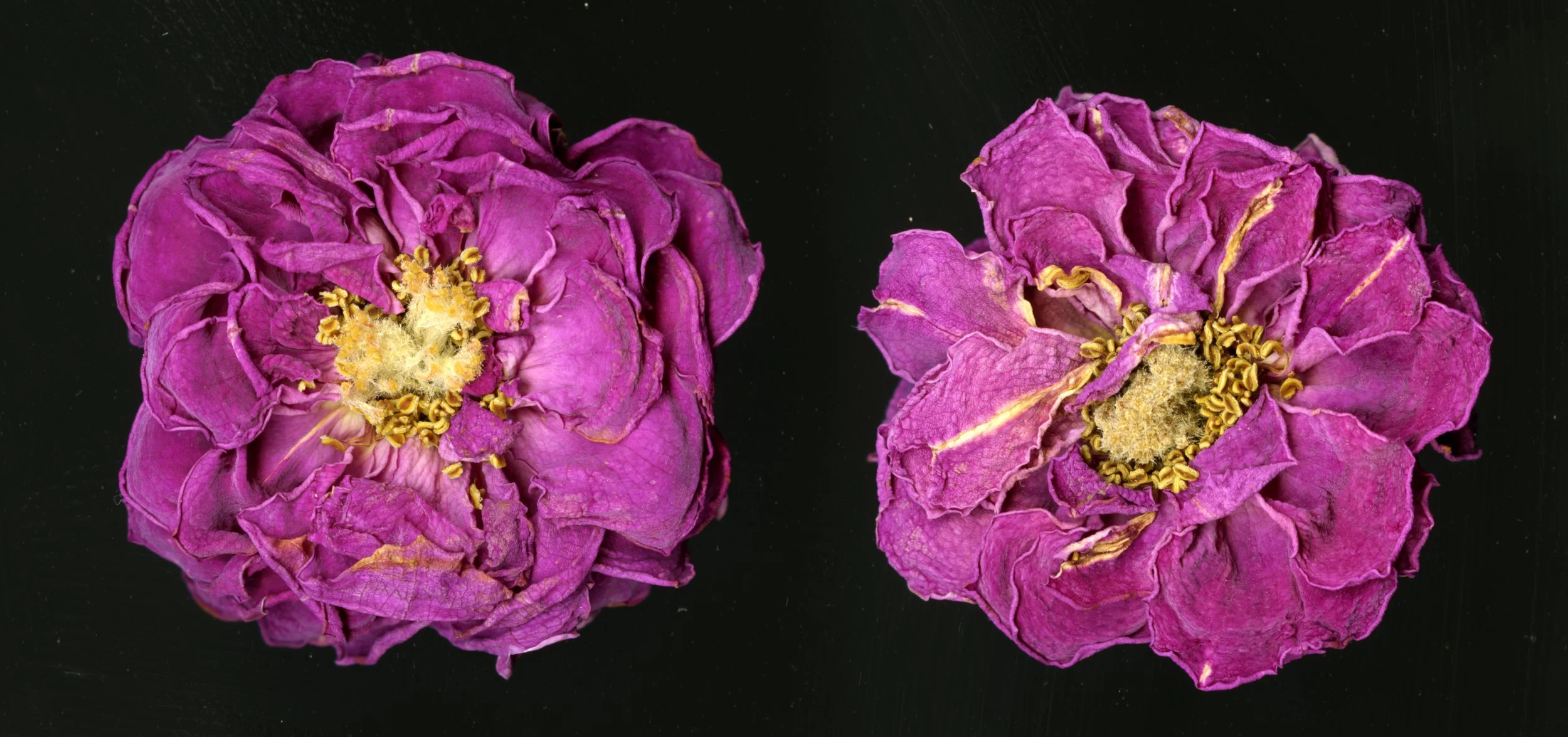 DriedBloom_Pinkrose_D1_929.jpg