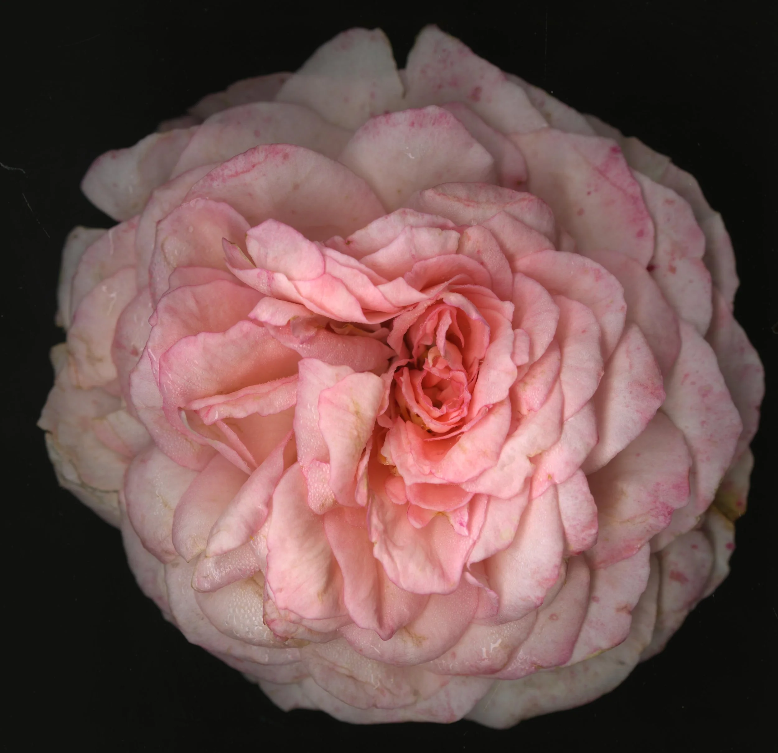 WhiteTanRoseBloomtah_1_349.jpg