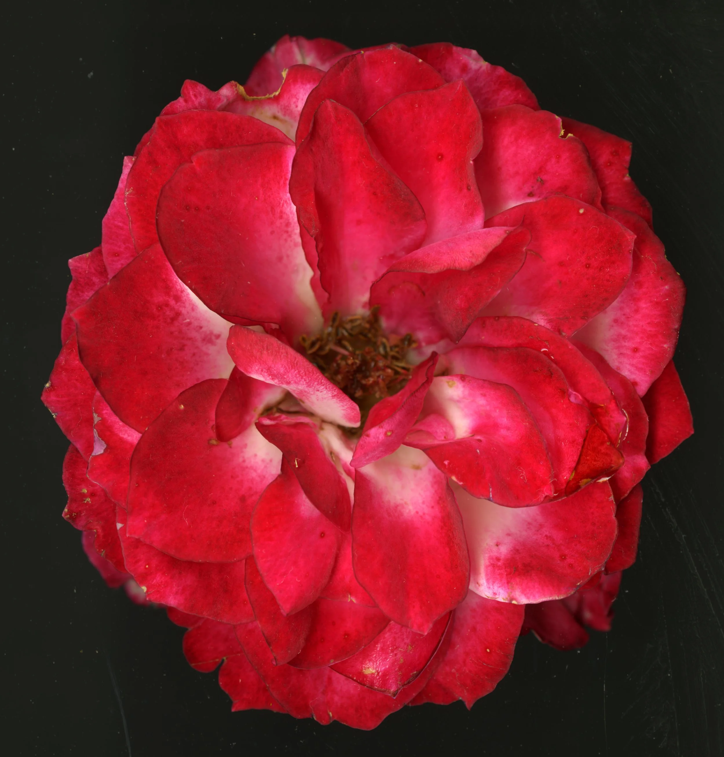 RedBloom_1_833.jpg