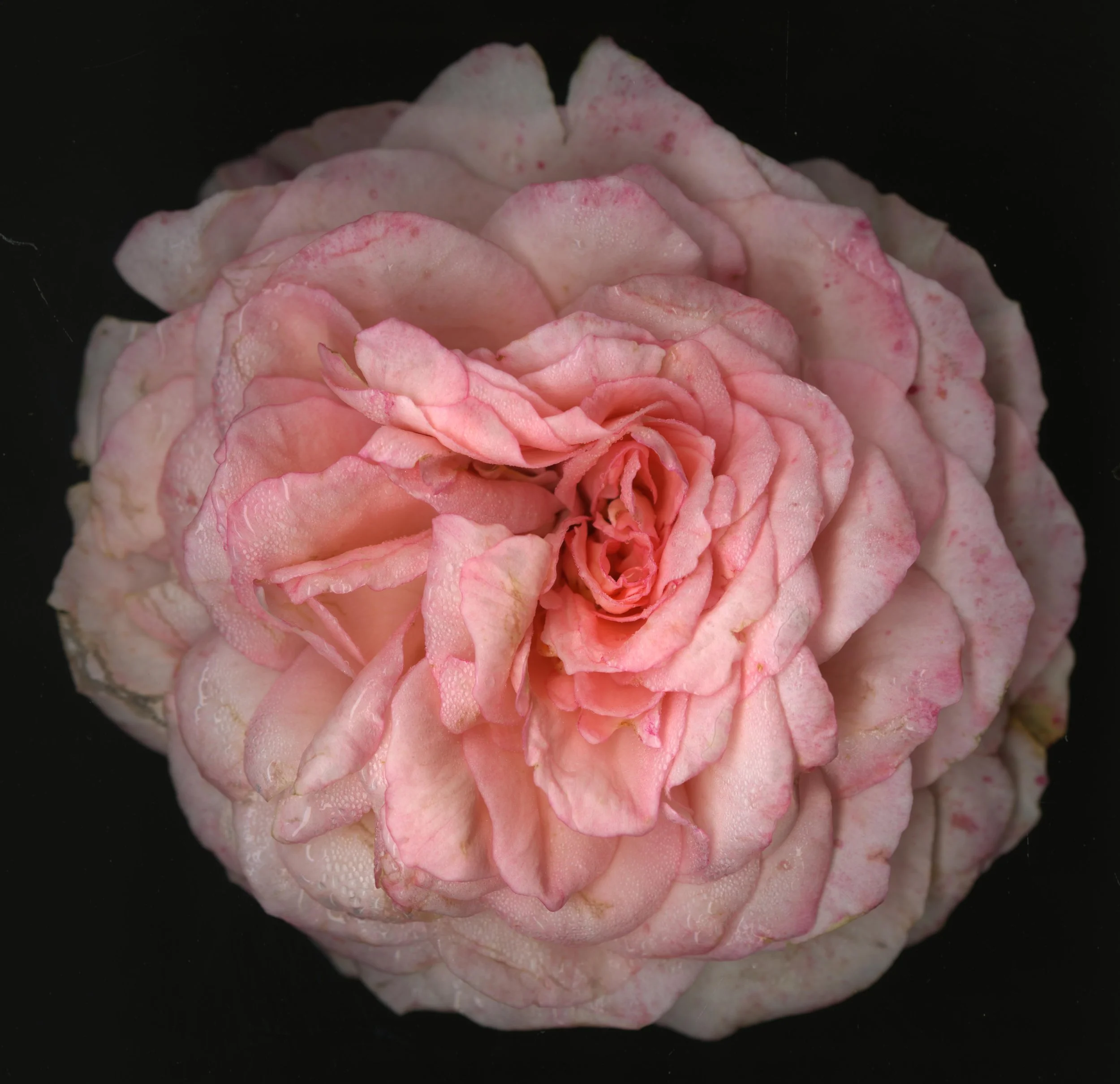 WhiteTanRoseBloomtah_1_344.jpg