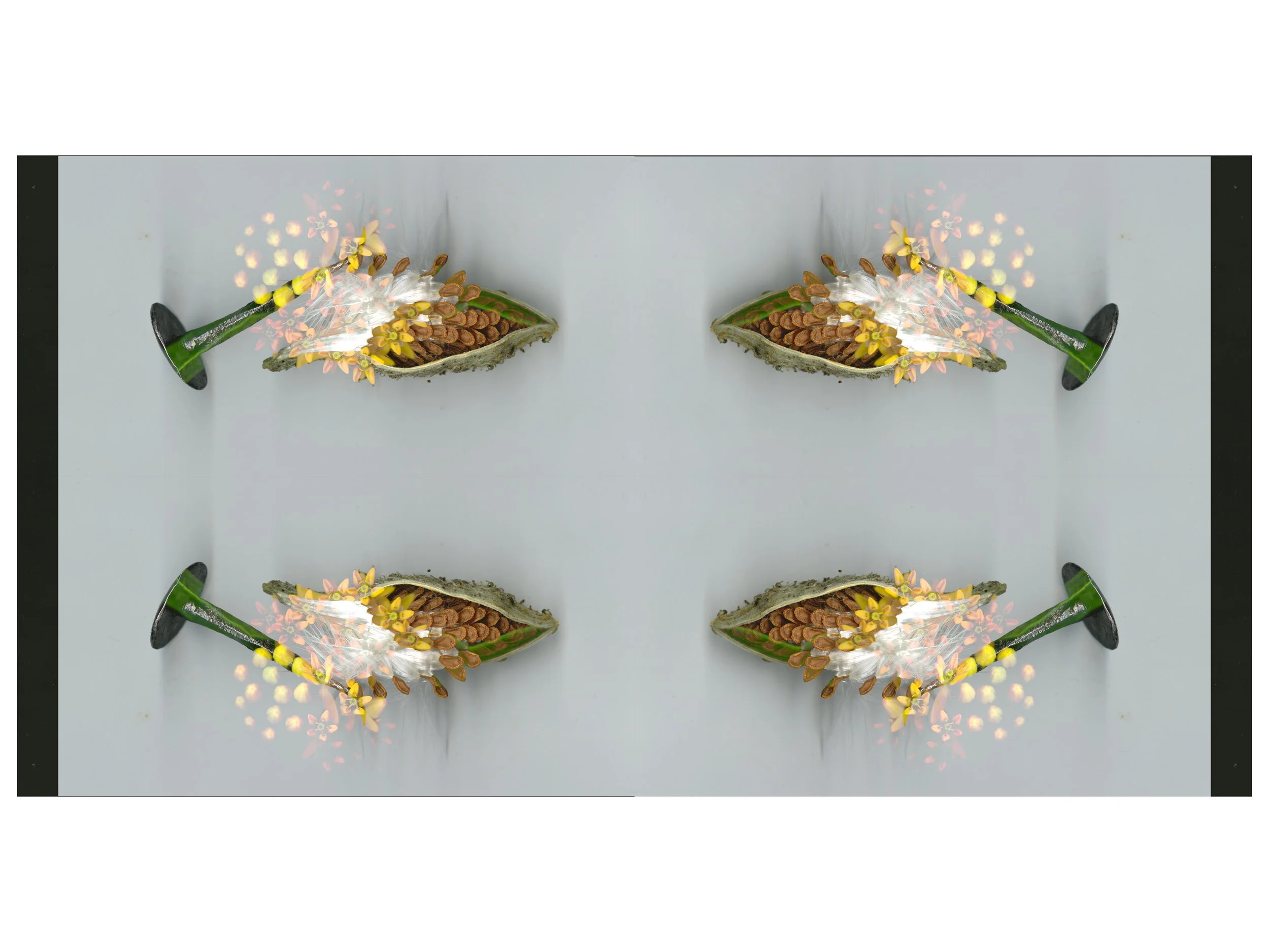 WHiteYellowBloomtah_1_886 copy 2_Mirrored_4_1_.jpg