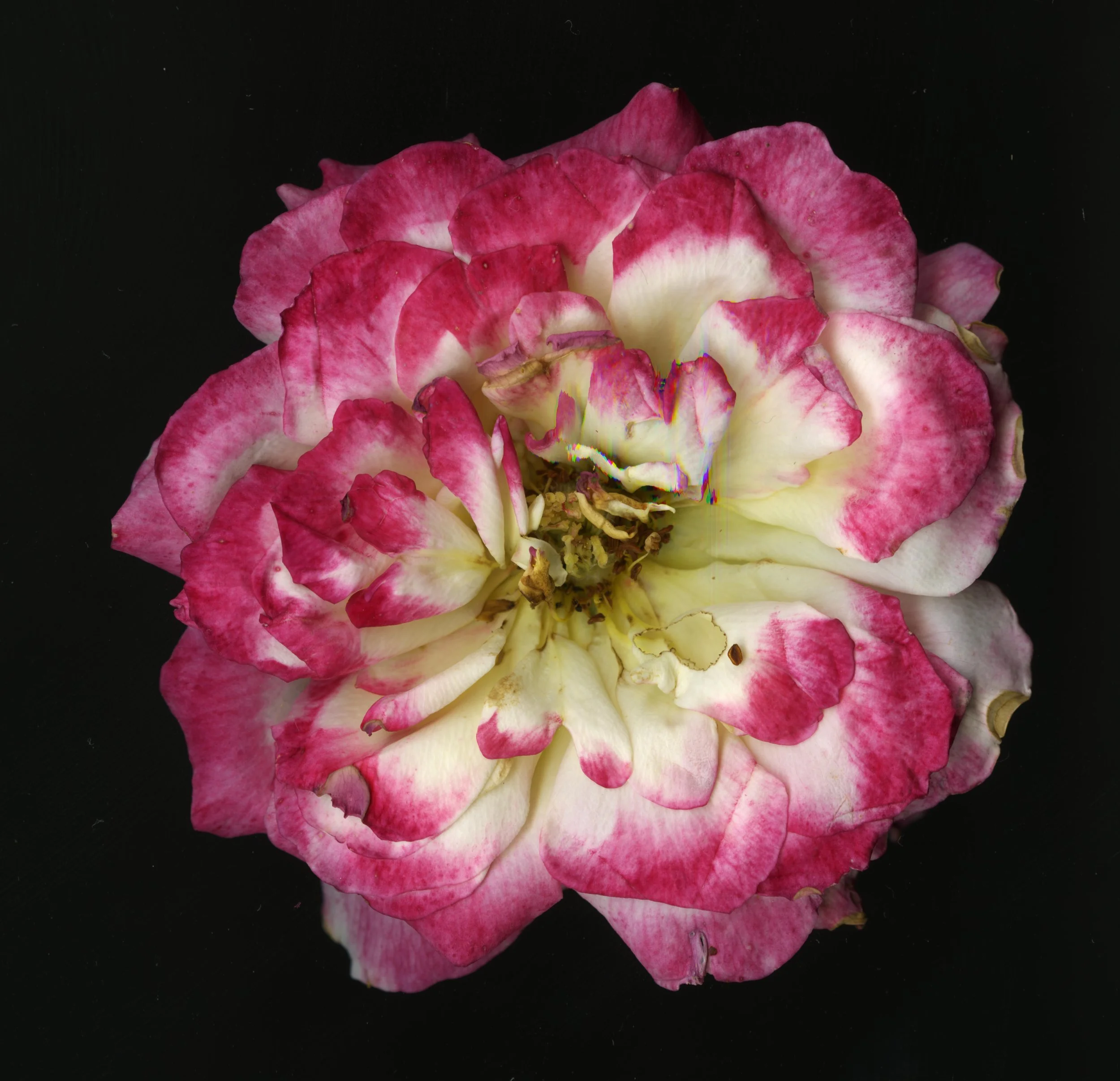 PinkBigBloomera_1_642.jpg