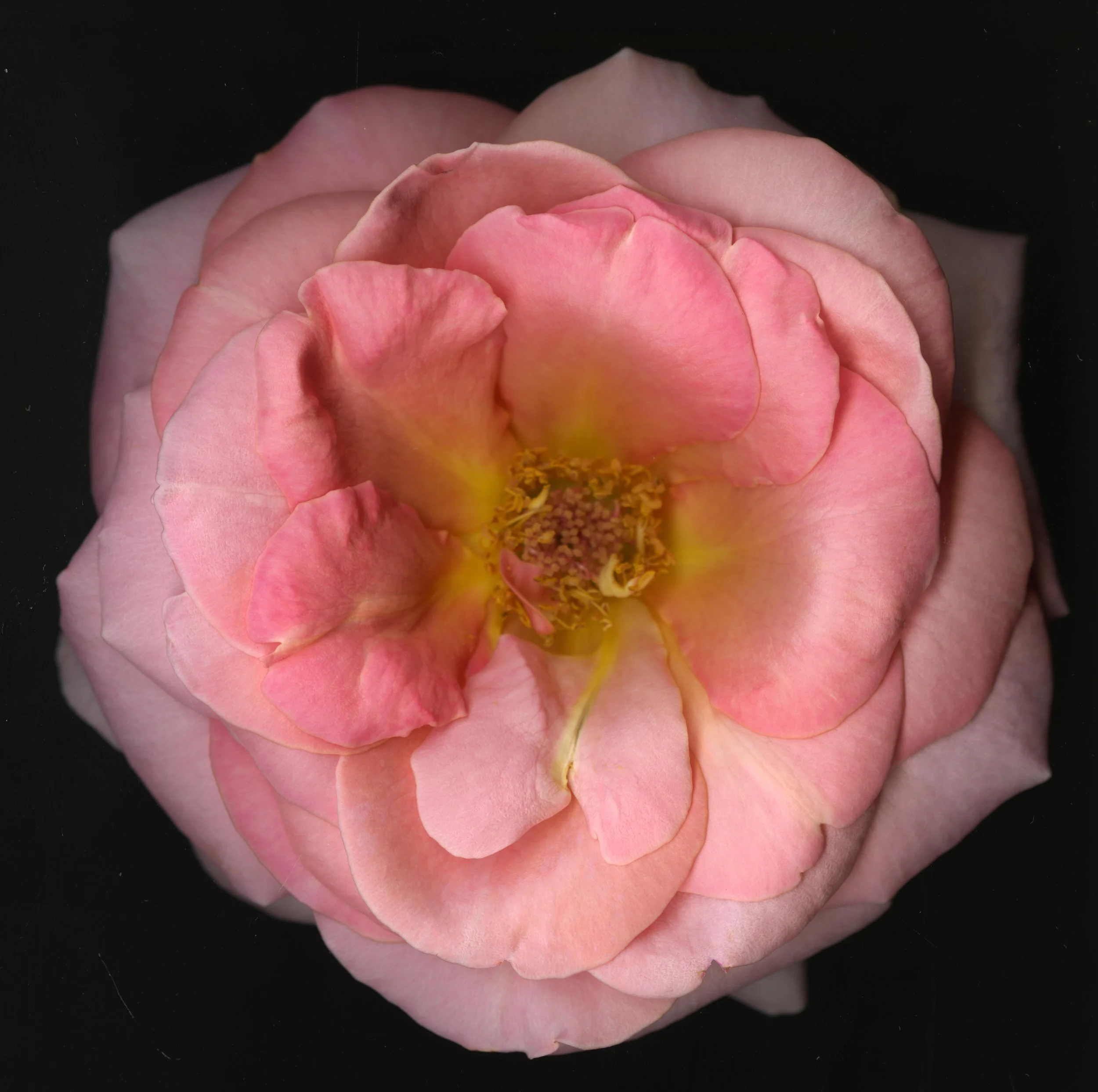 BigInkRose_1_757.jpg