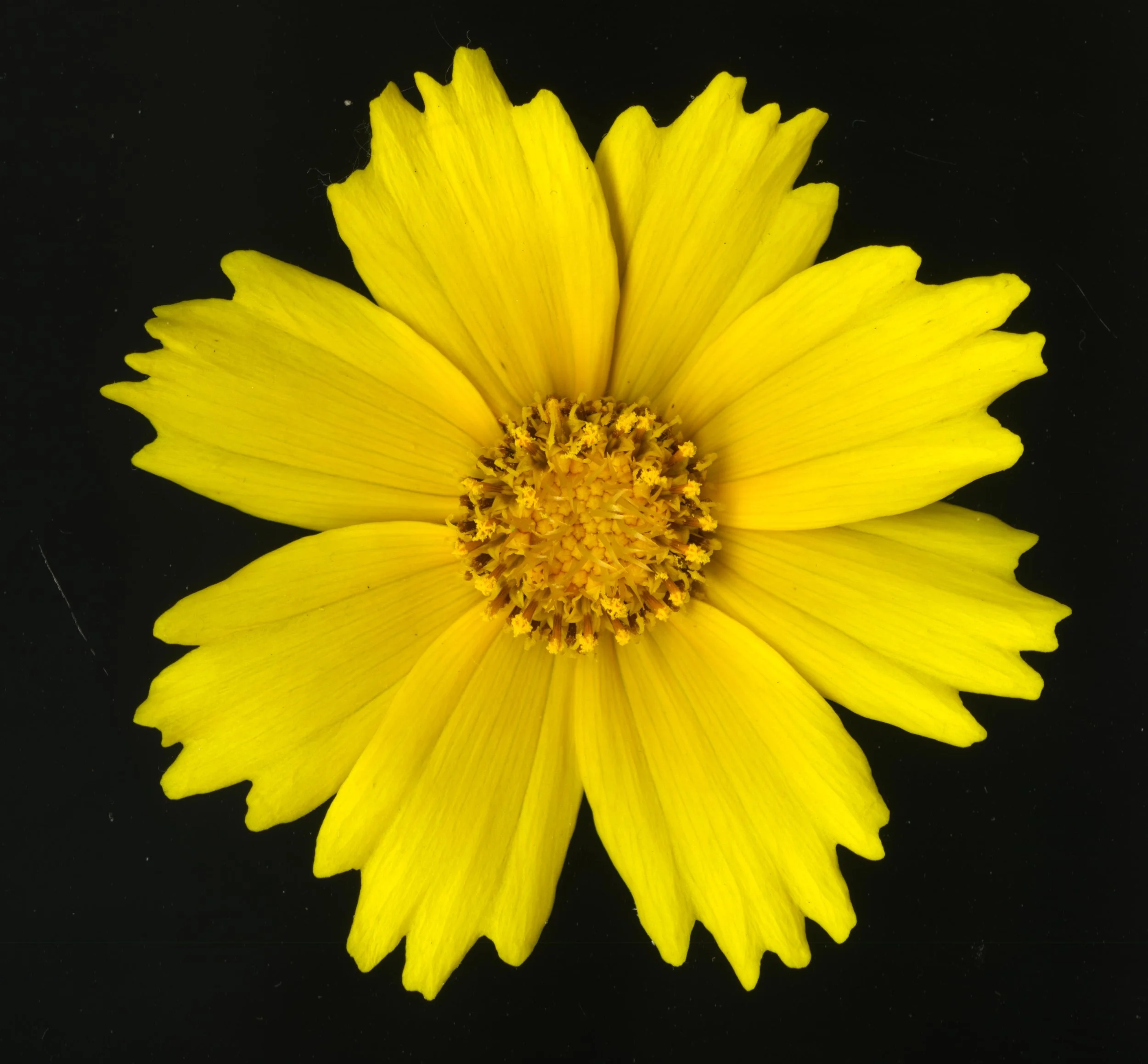 YellowFlower_1_437.jpg