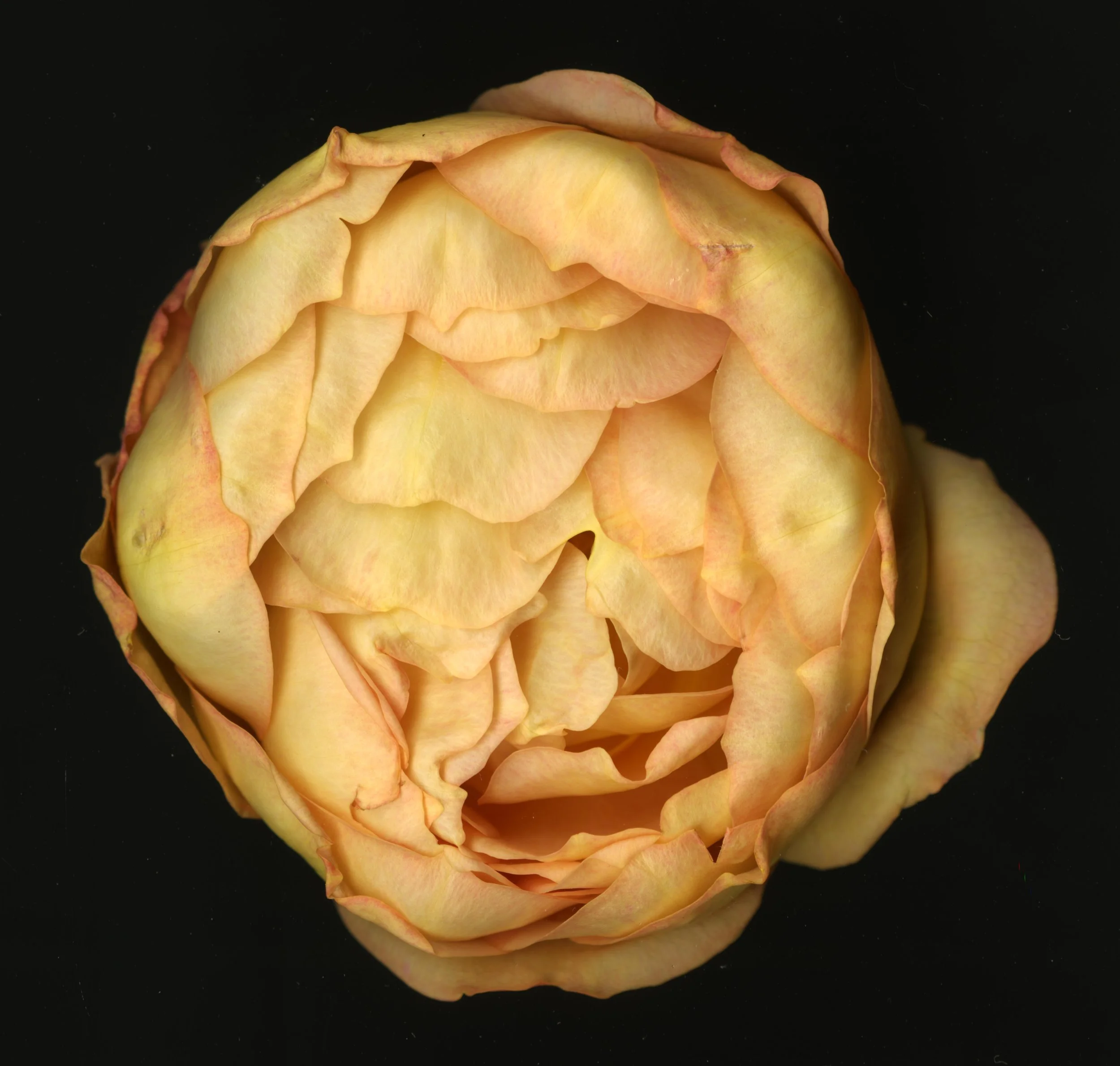 WhiteTanRoseBloomtah_1_384.jpg