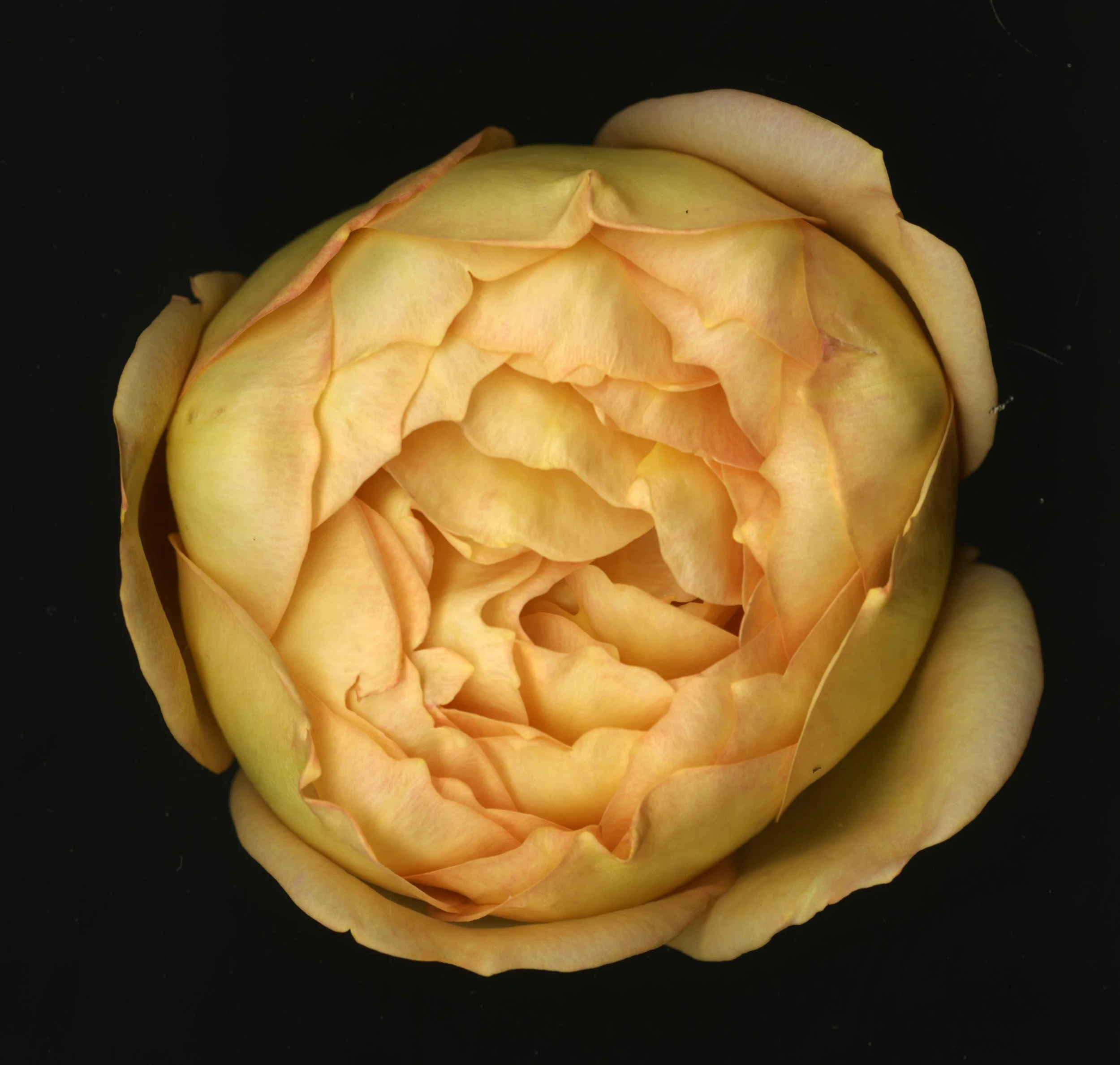 WhiteTanRoseBloomtah_1_372.jpg