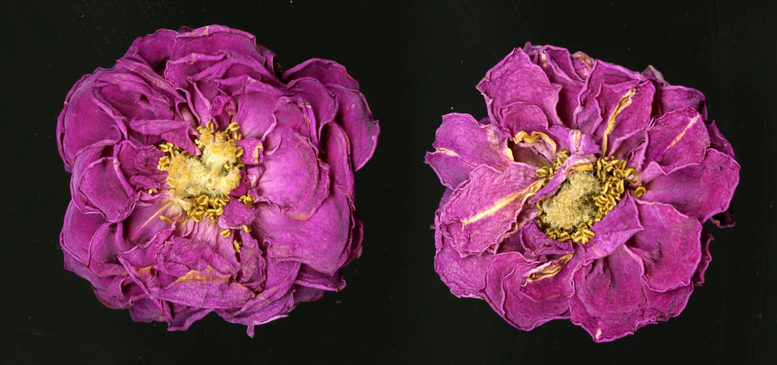 DriedBloom_Pinkrose_D1_925.jpg