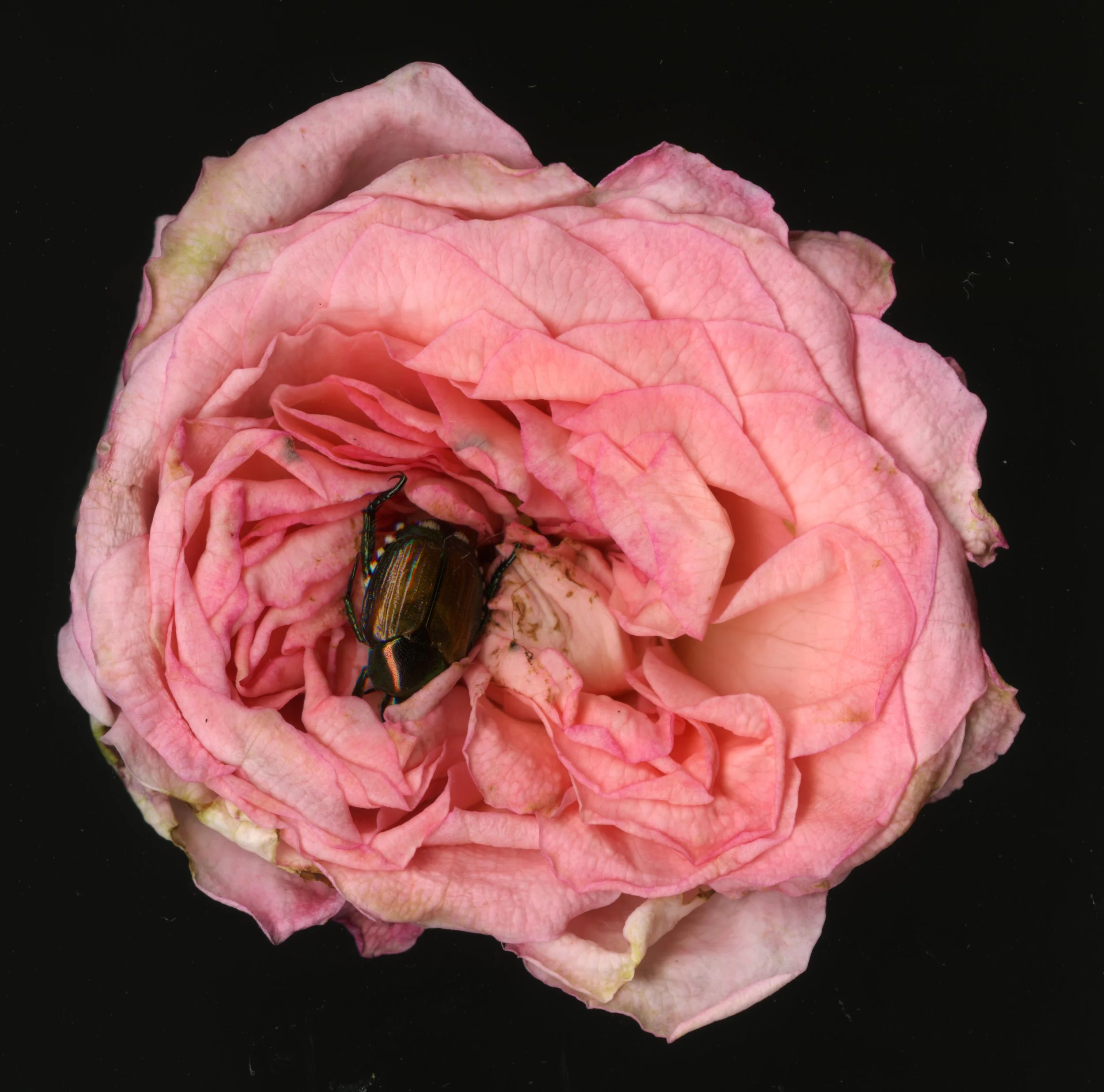 PinkRoseBeetle_1_720.jpg