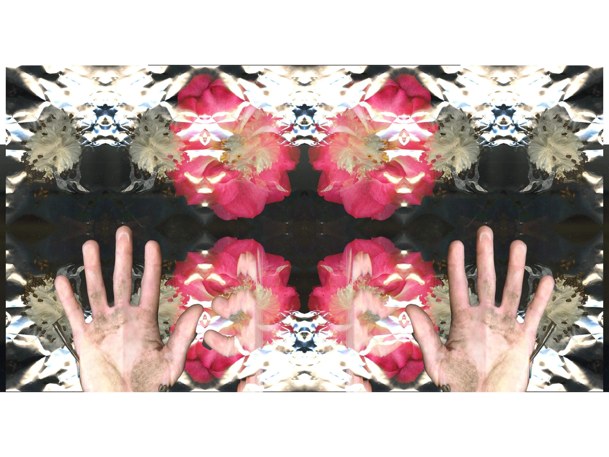 PinkRoseBloomtah_2_291_Mirrored_1_.jpg