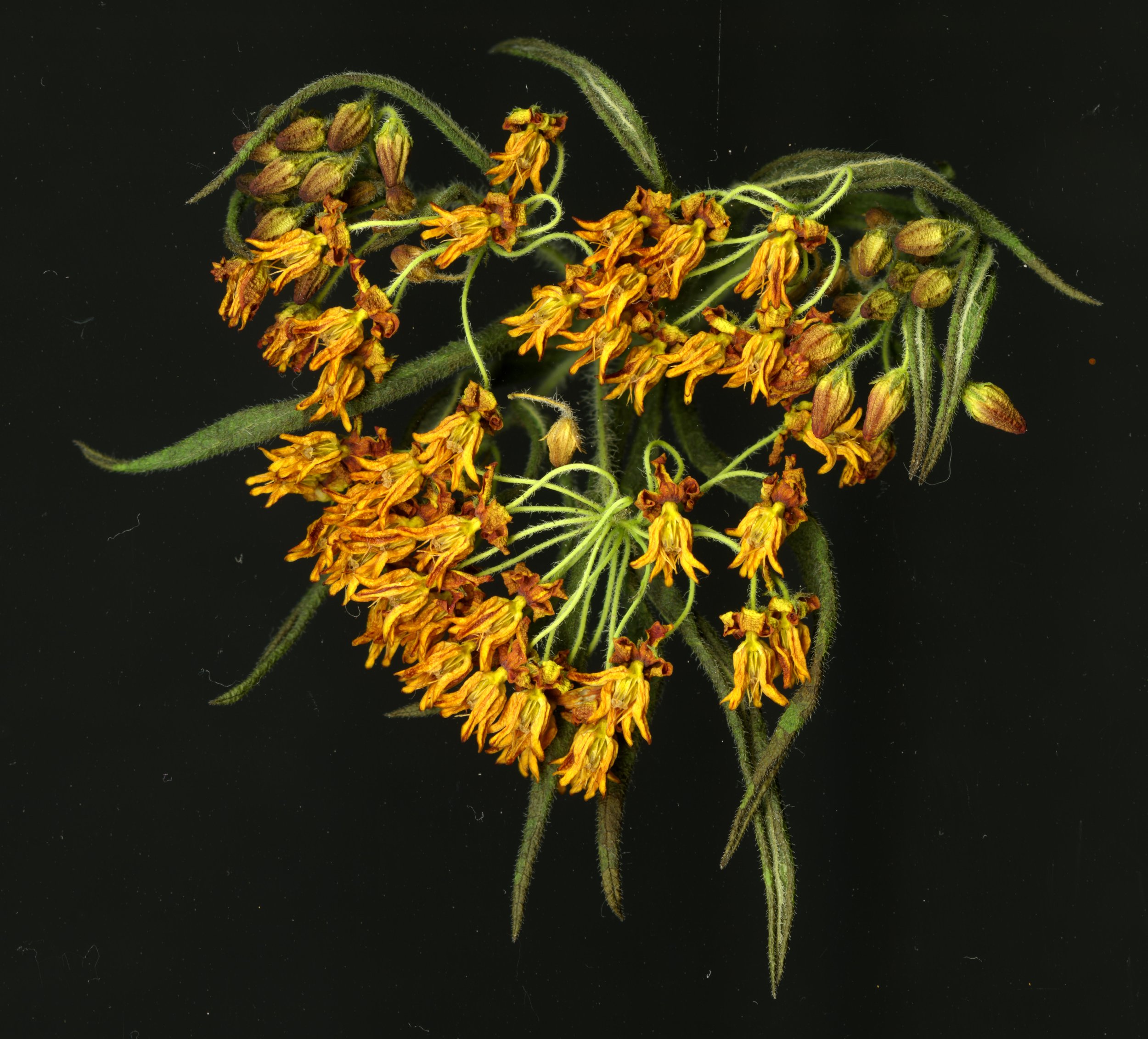 MILKWEED_4_811.jpg