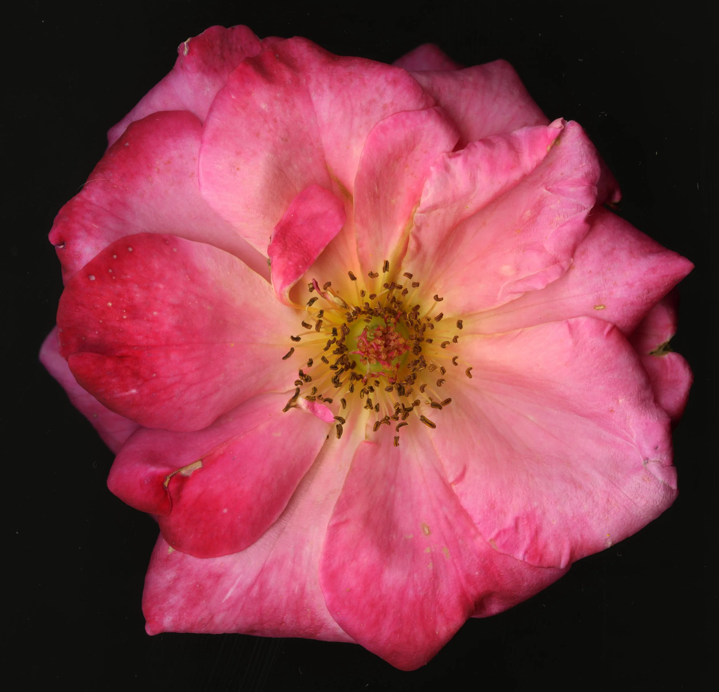 Big PinkBloomRose_1_415.jpg
