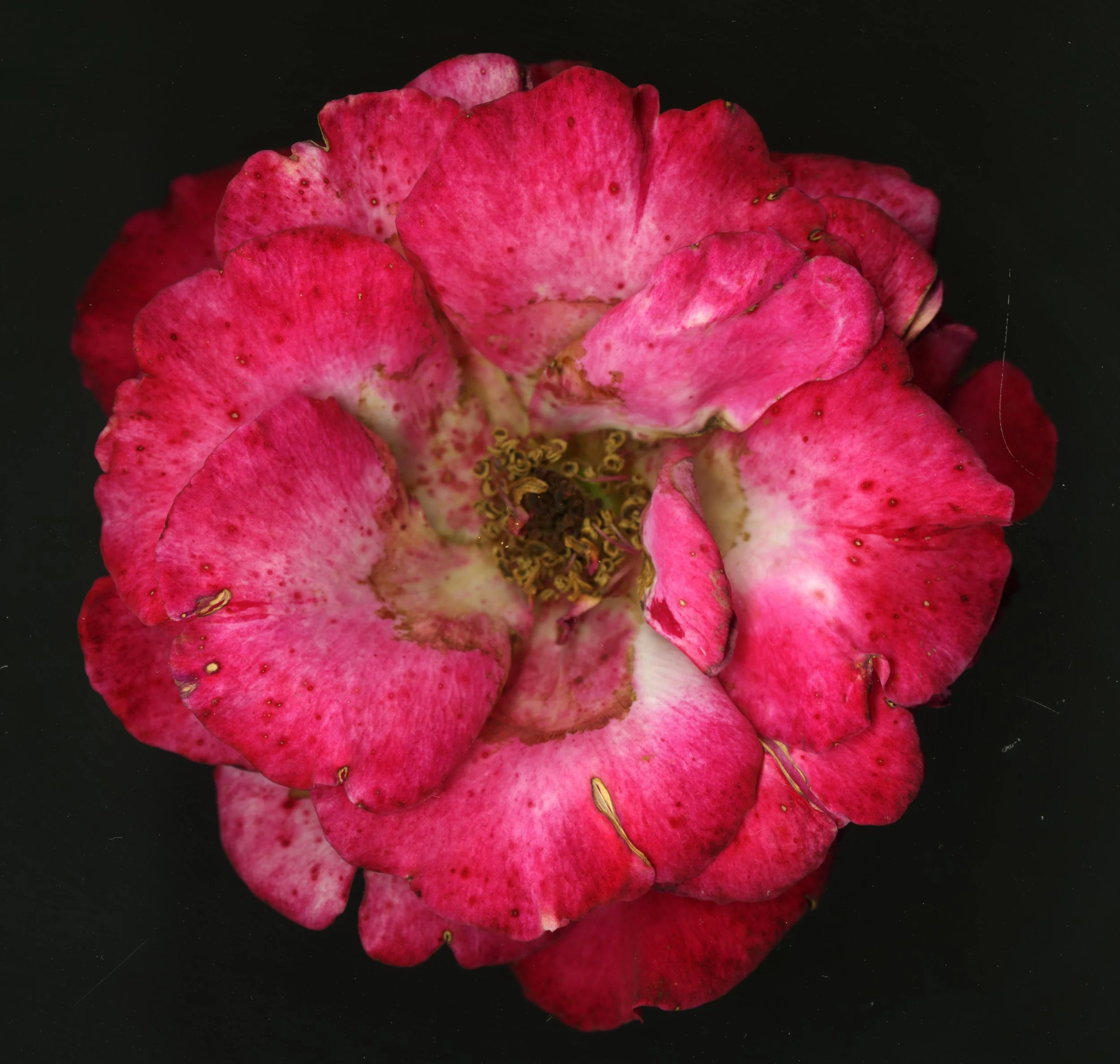 PinkRoseBloomtah_1_330.jpg