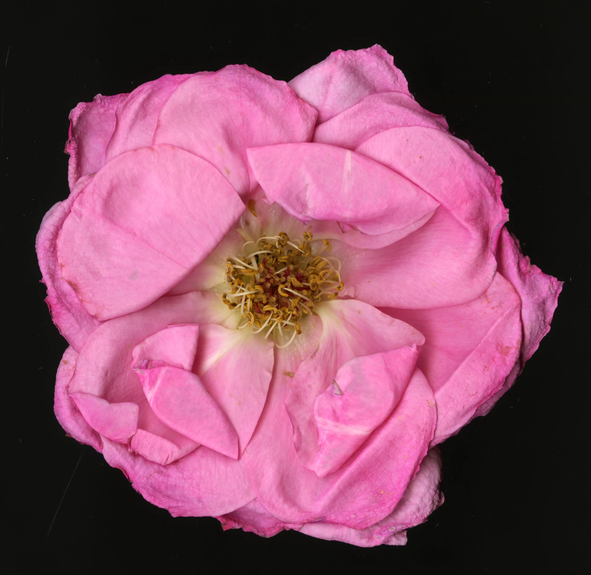 PinkBloomRose_1_100.jpg