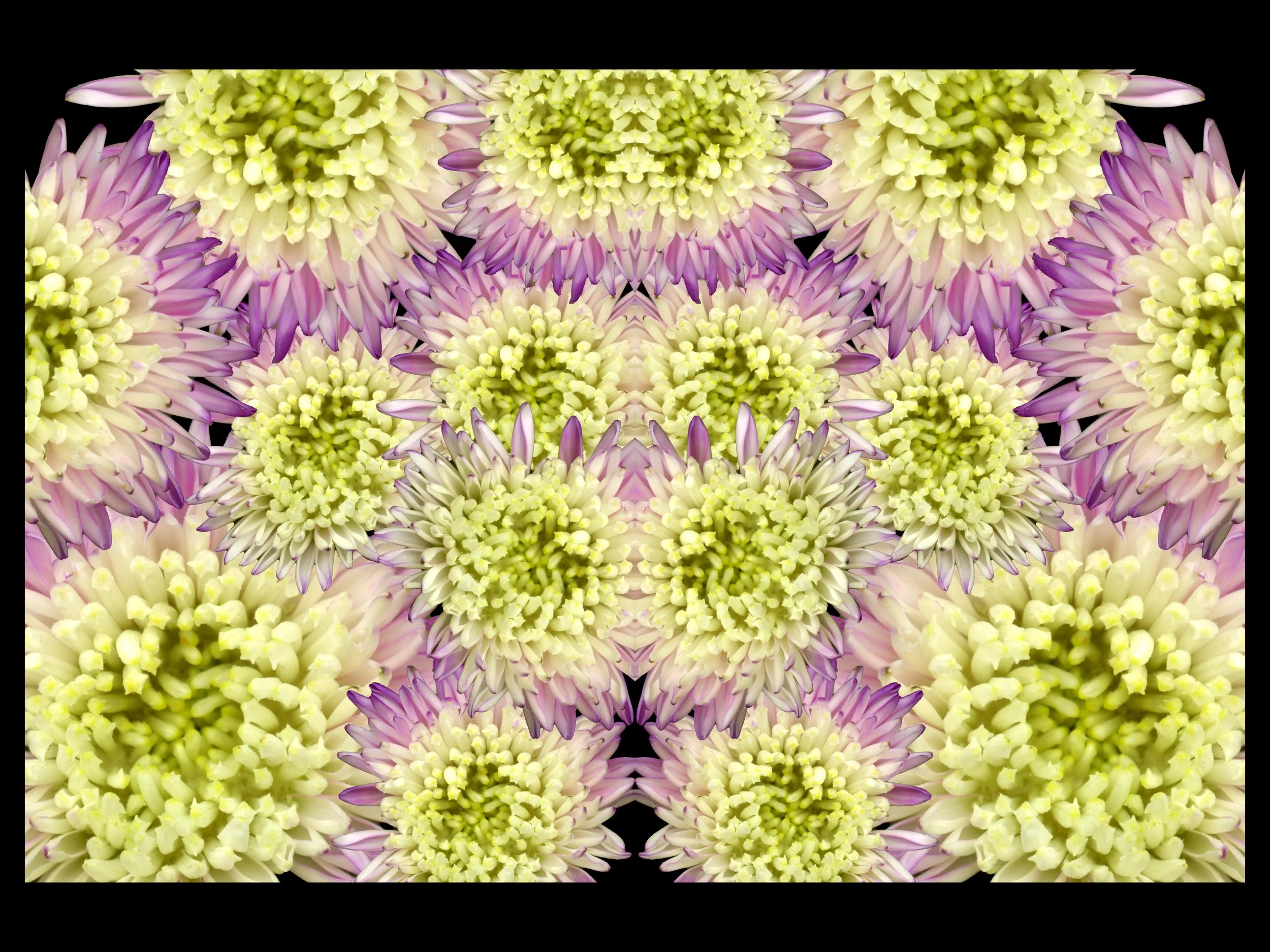 FlowerBloom_1_963_Arranged_1_Mirrored_Black-BG_.jpg