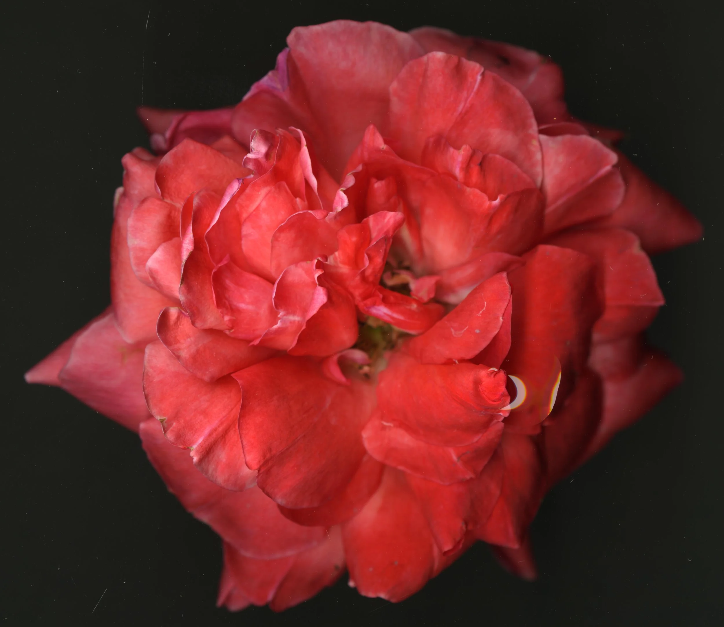 PinkredBloomRose_1_101.jpg