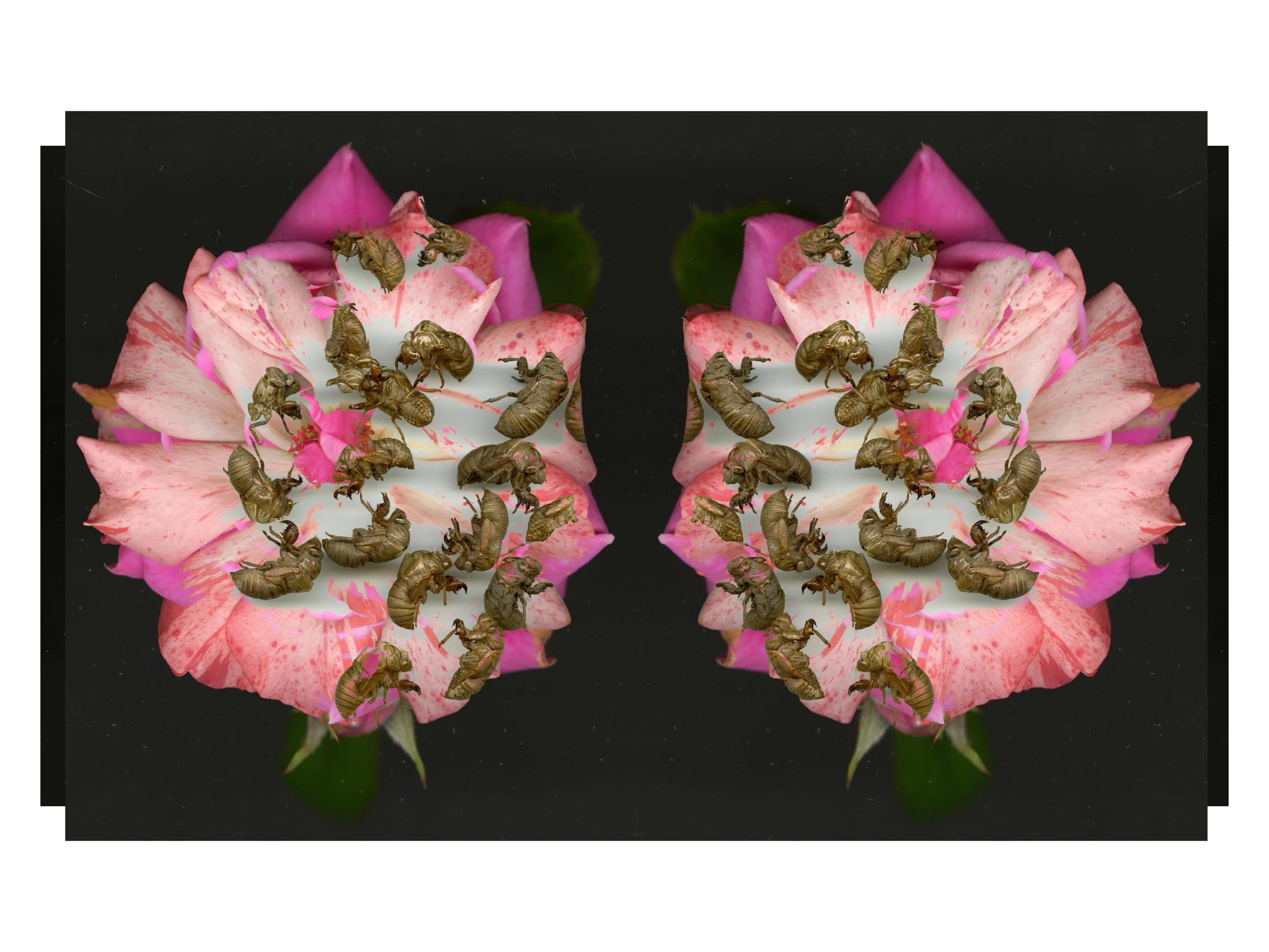 CicadaBloom_Real_Swag_Design_3_.jpg