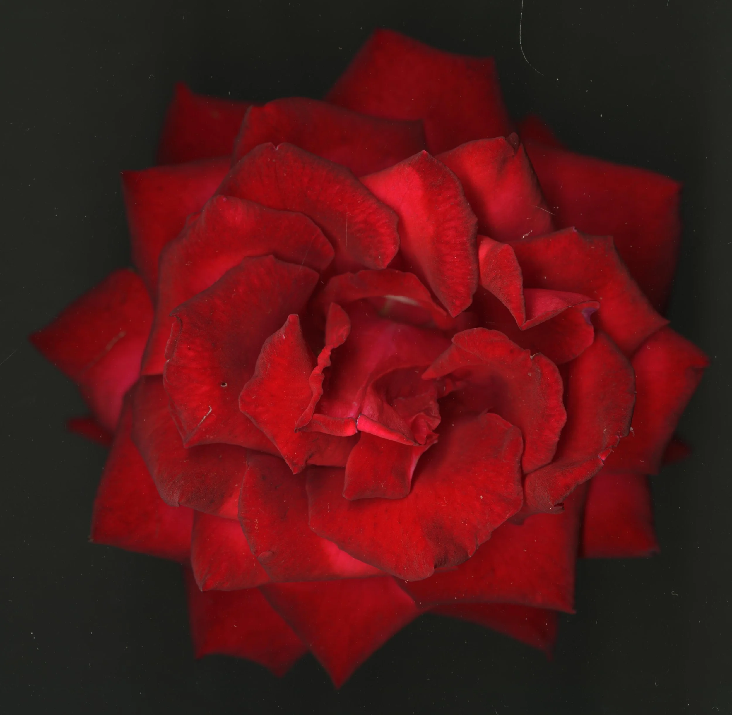 RedRoseBloomtah_1_279.jpg