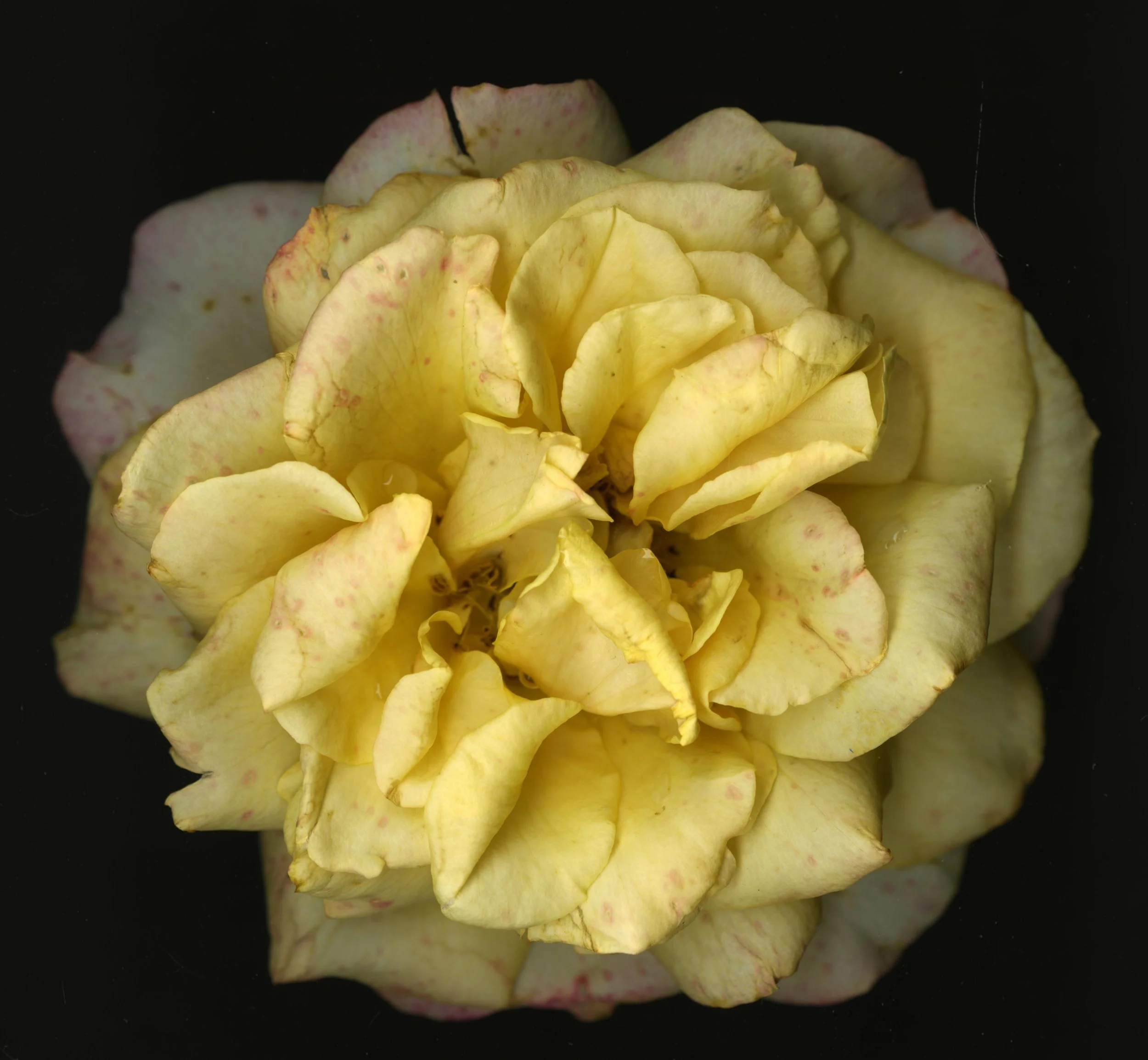 WhiteTanRoseBloomtah_1_398.jpg