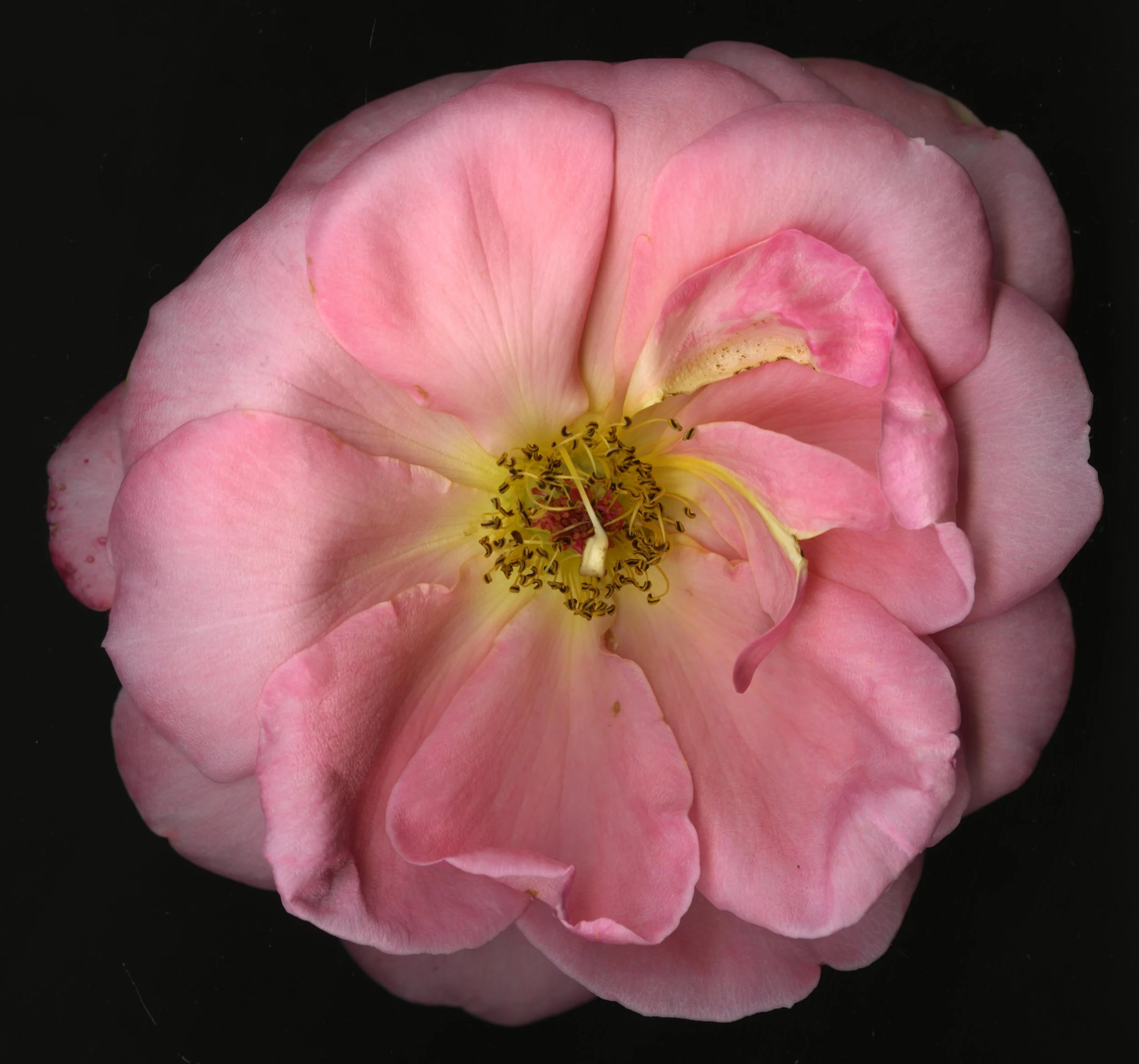 PinkBloomera_1_370.jpg