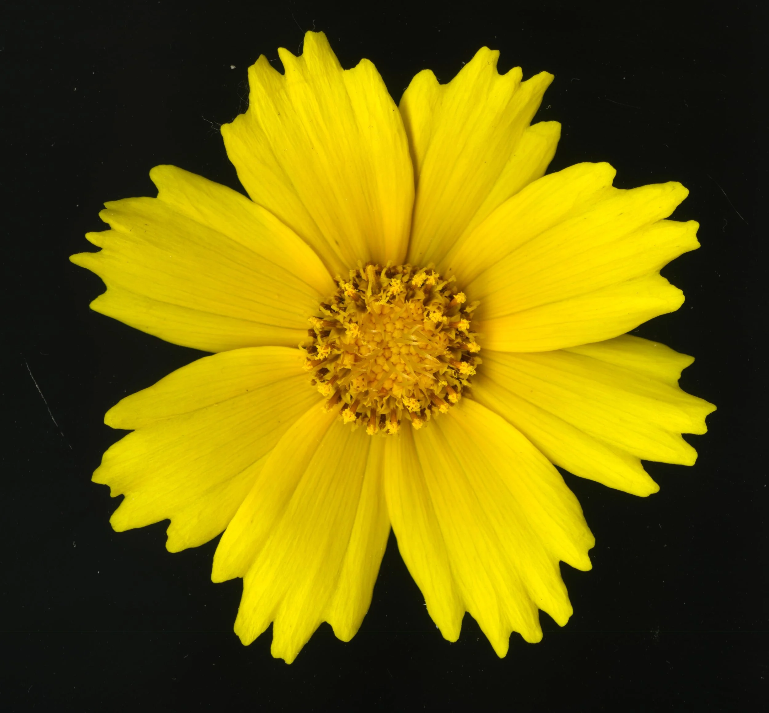 YellowFlower_1_438.jpg