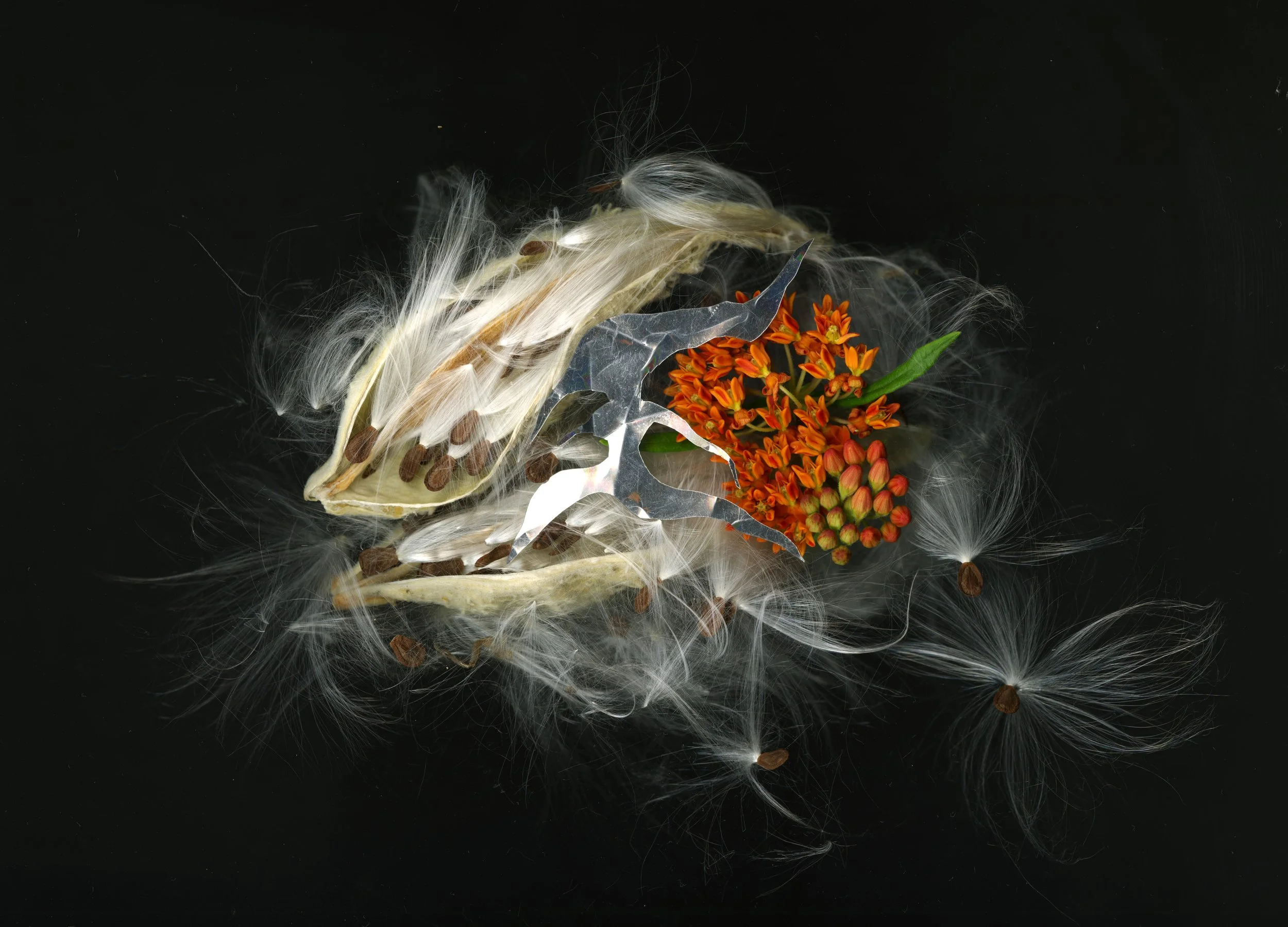 OrangeMillkweed_1_912.jpg