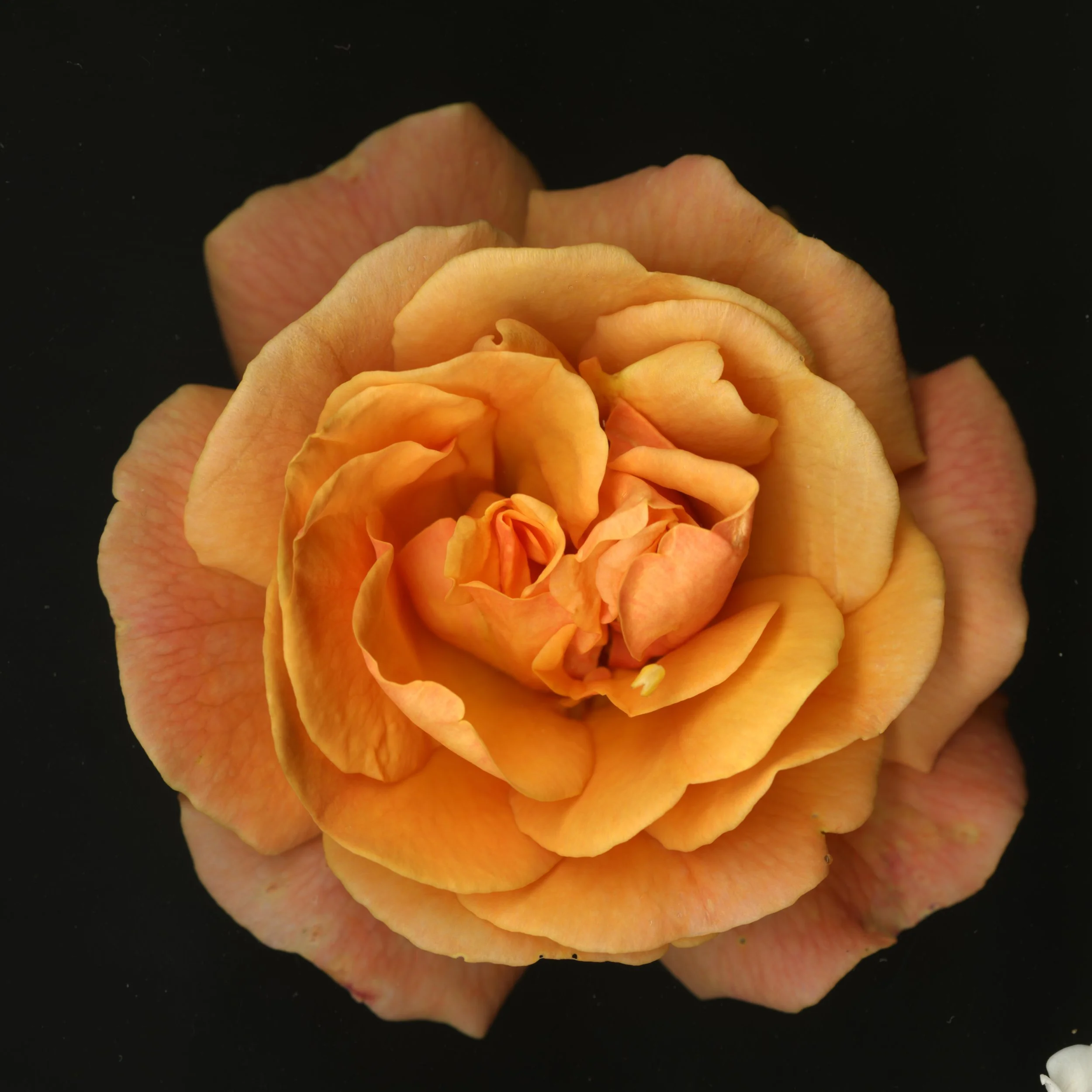 OrangeBloomtahs72524_1_476.jpg