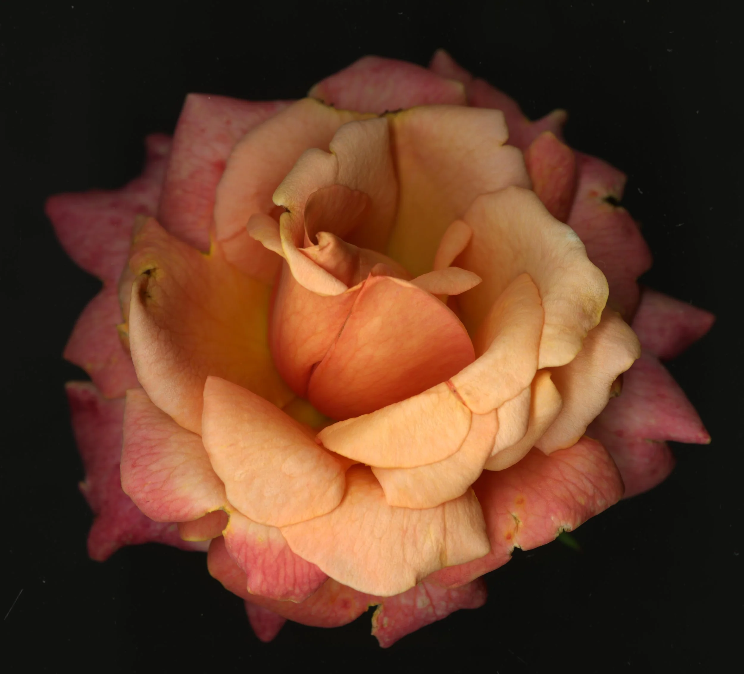 BloomeraMango_rose_1_173.jpg