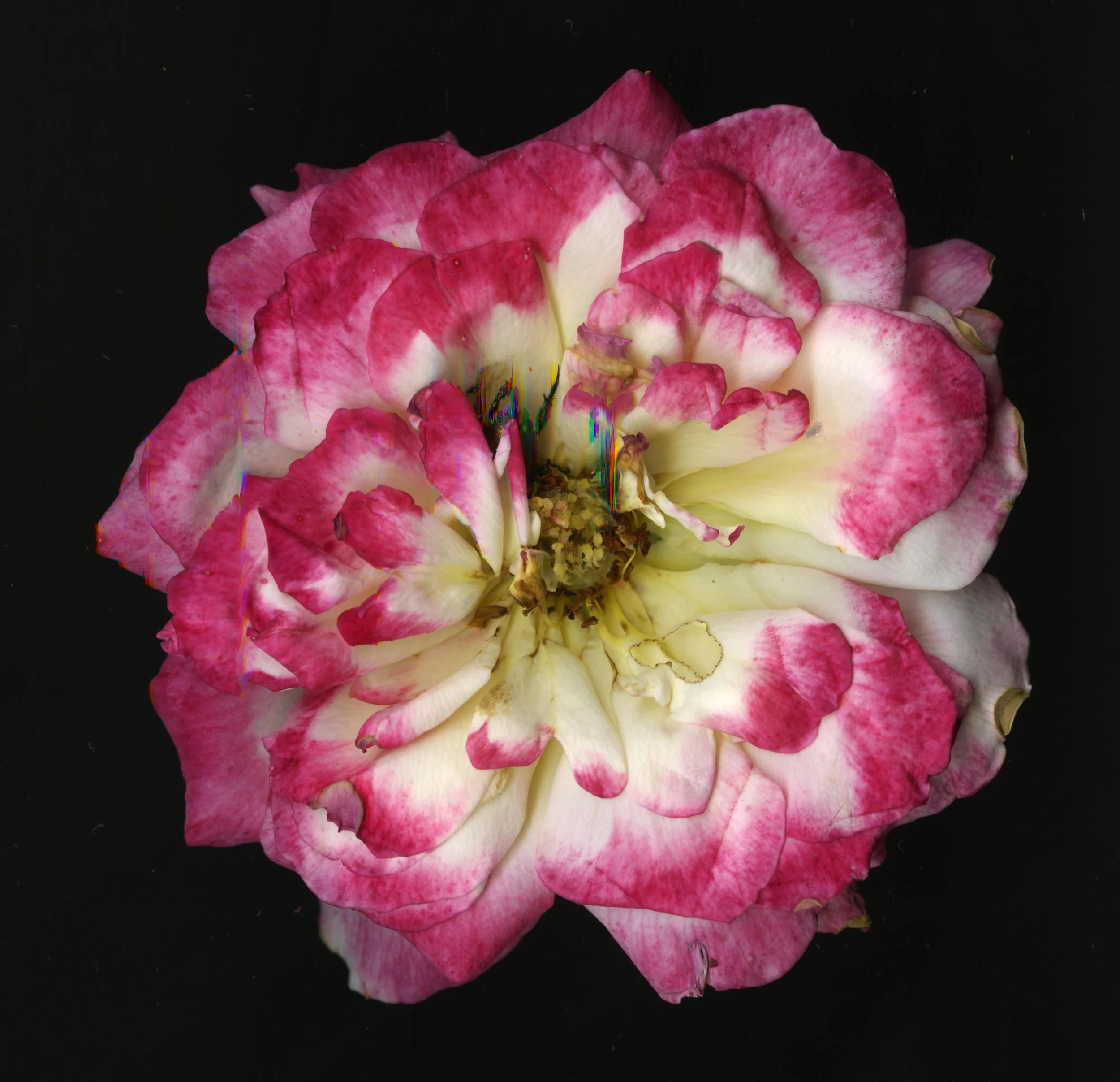 PinkBigBloomera_1_641.jpg
