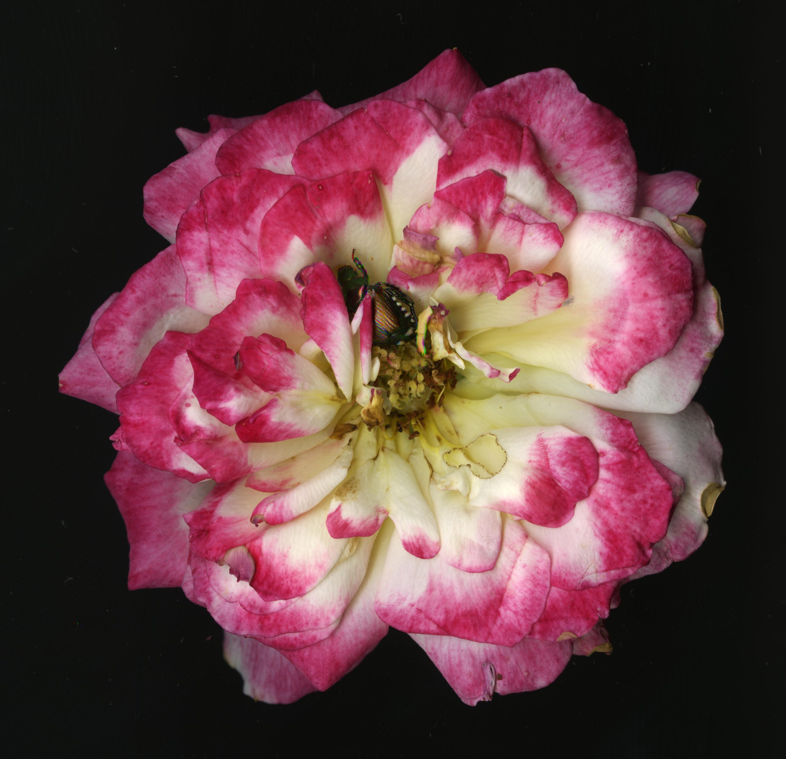 PinkBigBloomera_1_640.jpg